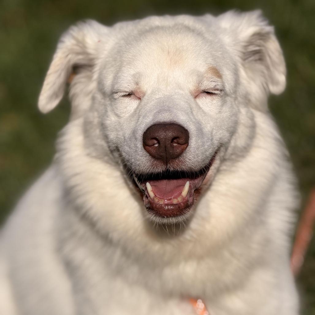 Enlarge Gigi (bonded with Gable), a Adoptable mixed breed in Sparta, NJ image 4/6