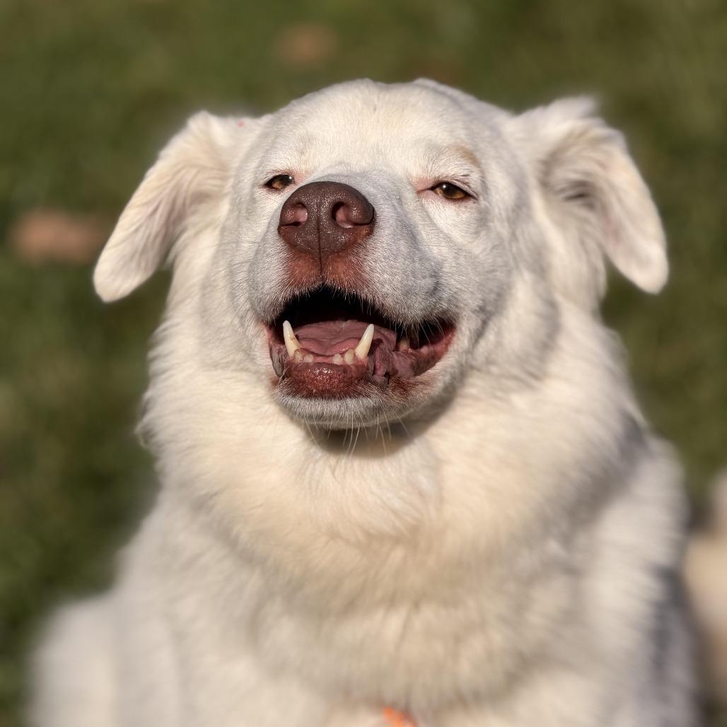 Enlarge Gigi (bonded with Gable), a Adoptable mixed breed in Sparta, NJ image 5/6