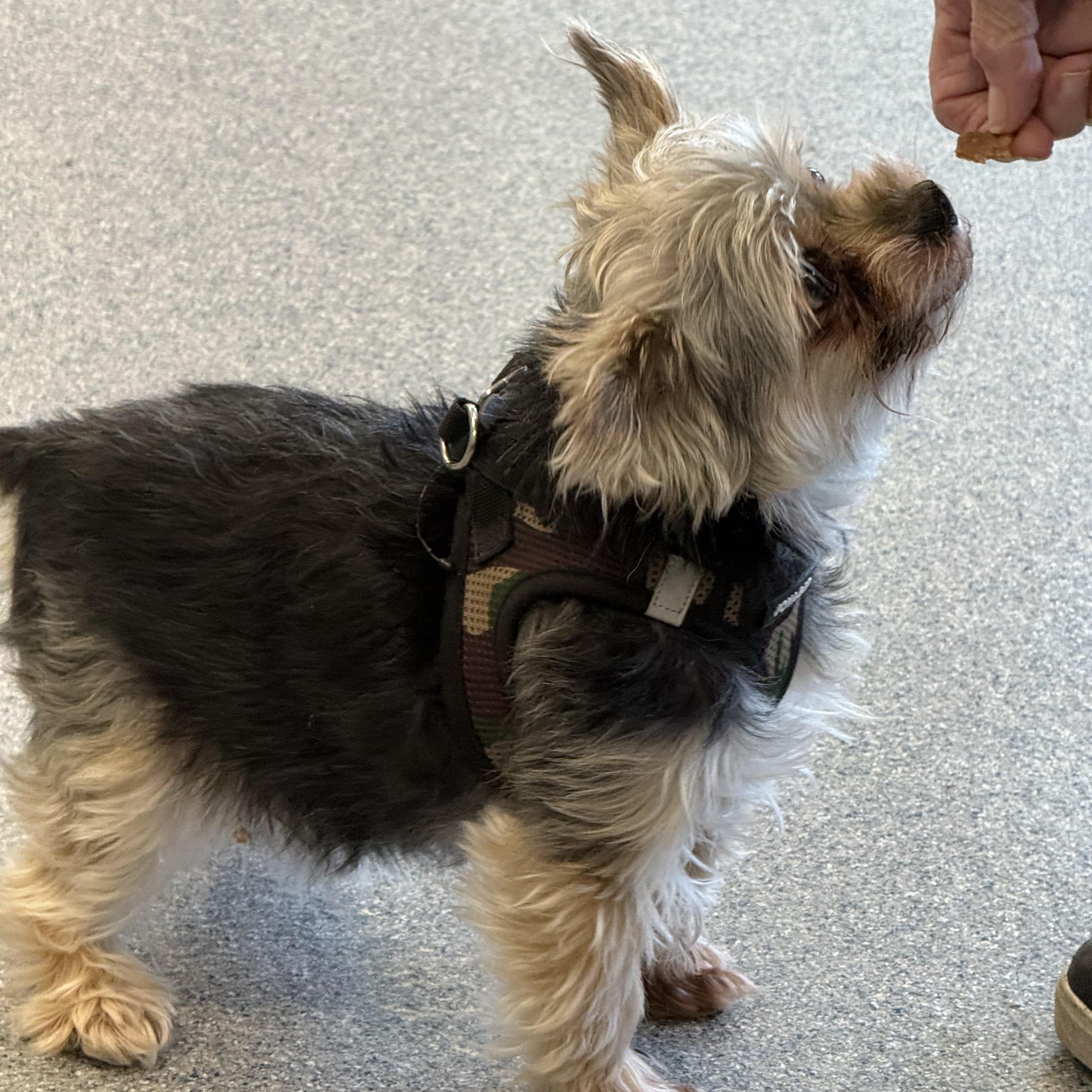 Buddy, an adopted Yorkshire Terrier in Yonkers, NY image 5/5