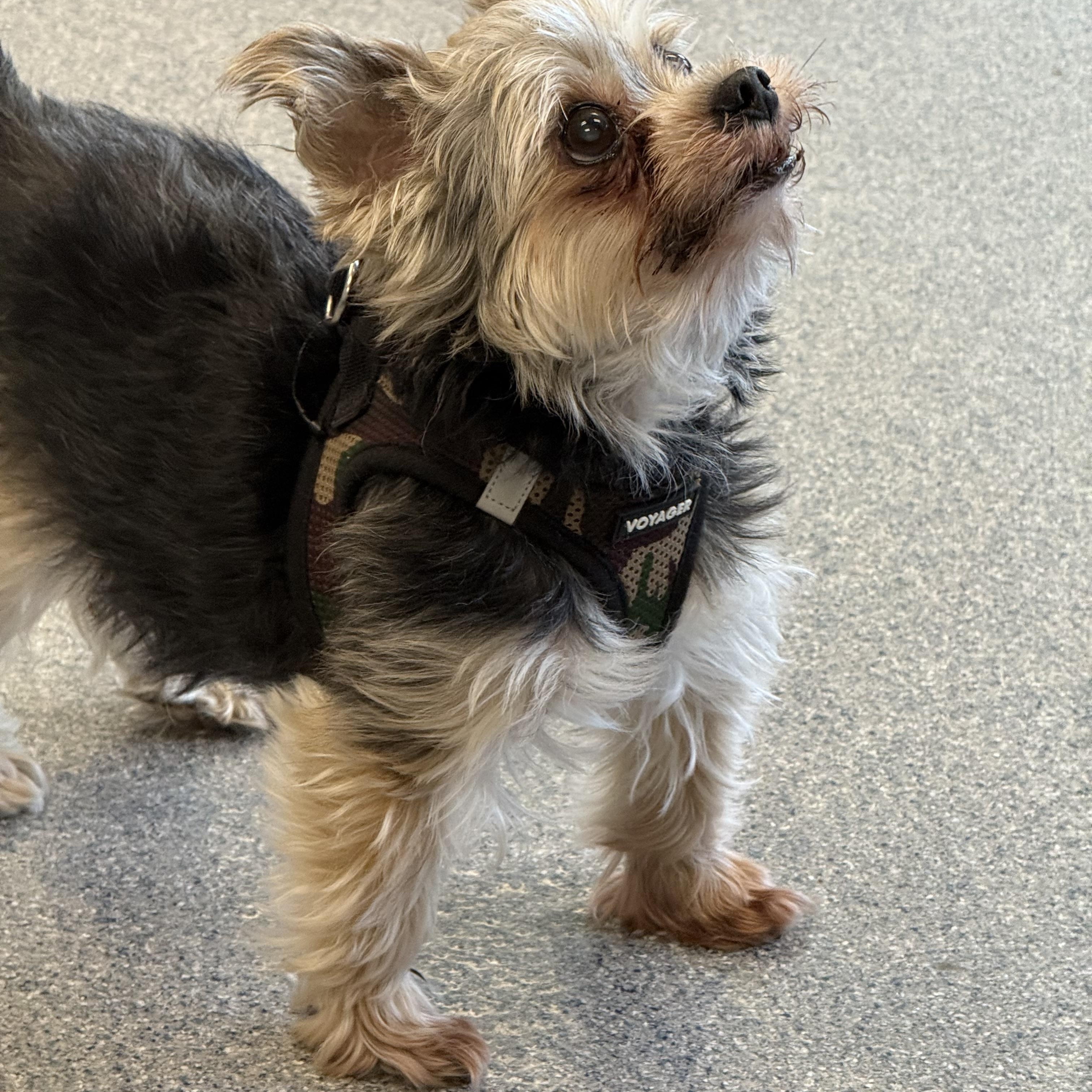 Buddy, an adopted Yorkshire Terrier in Yonkers, NY image 2/5