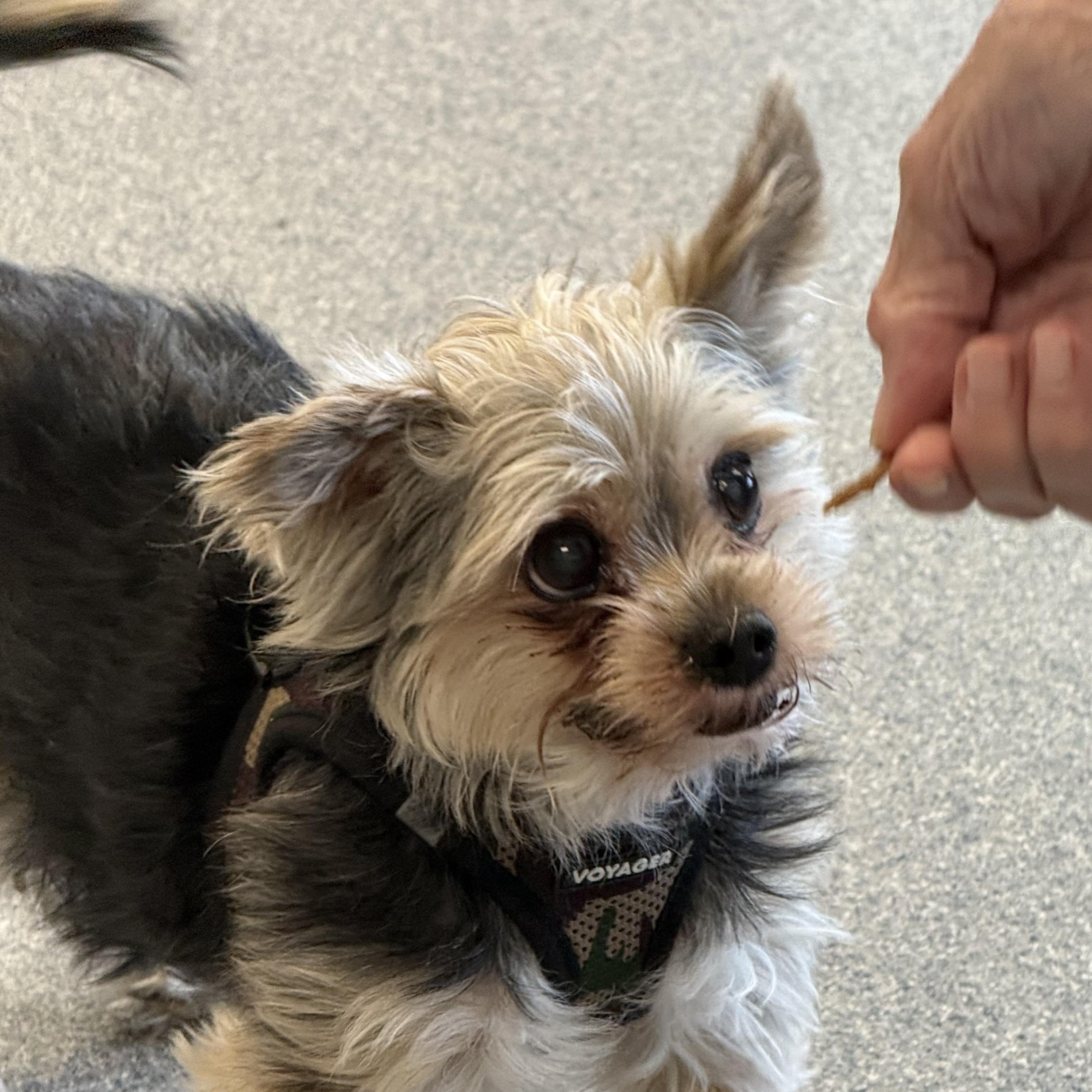 Buddy, adopted, Senior Male Yorkshire Terrier.