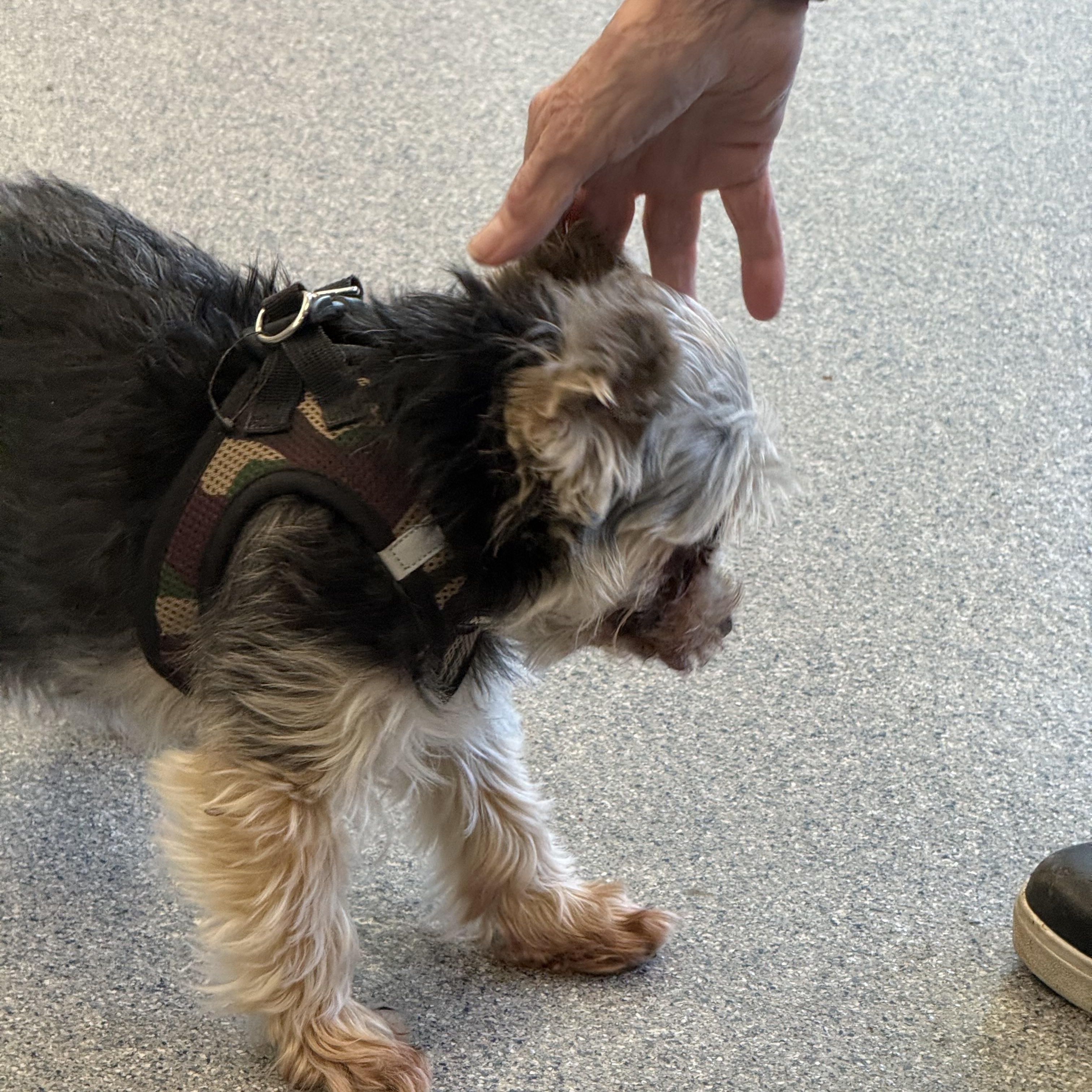 Buddy, an adopted Yorkshire Terrier in Yonkers, NY image 3/5