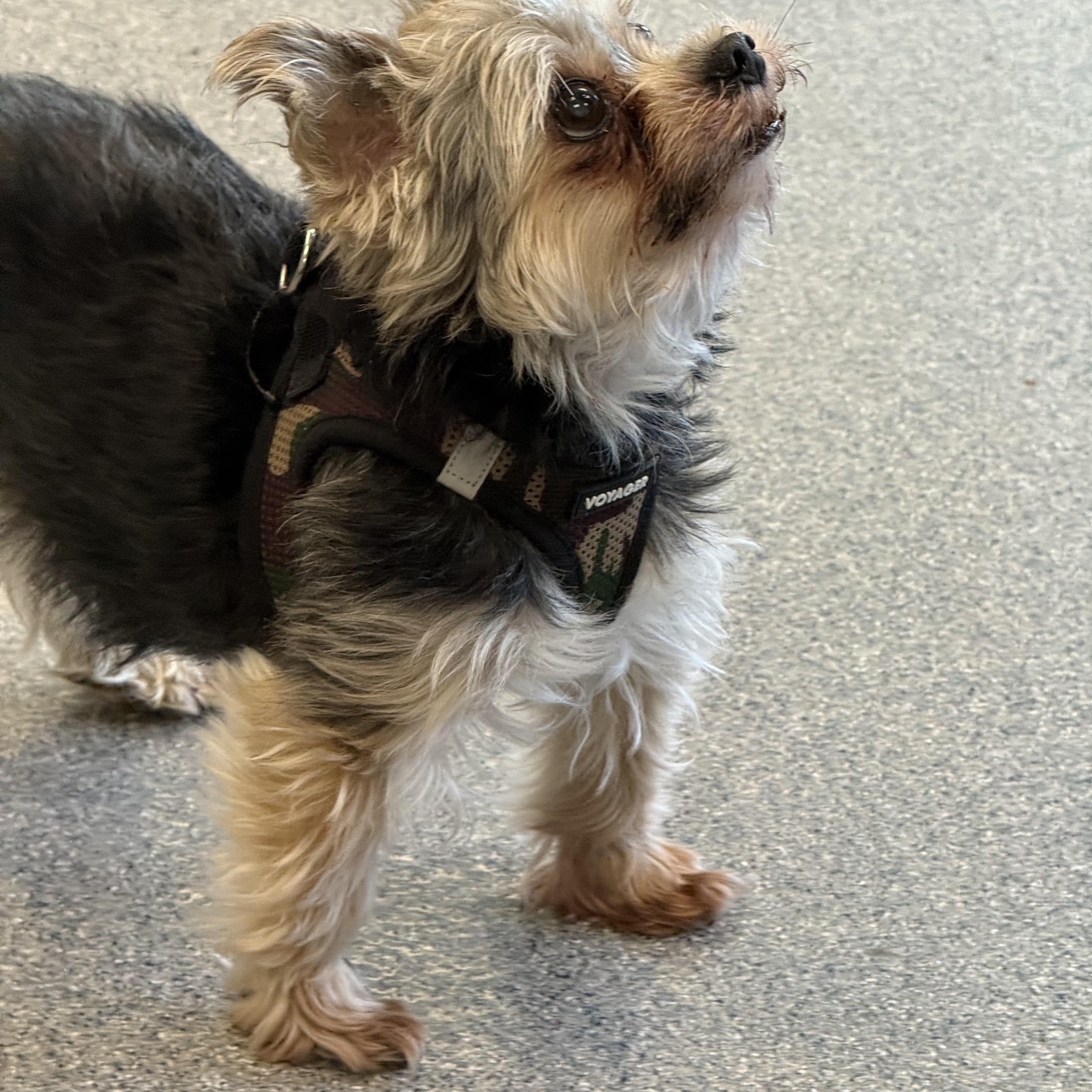 Buddy, an adopted Yorkshire Terrier in Yonkers, NY image 4/5