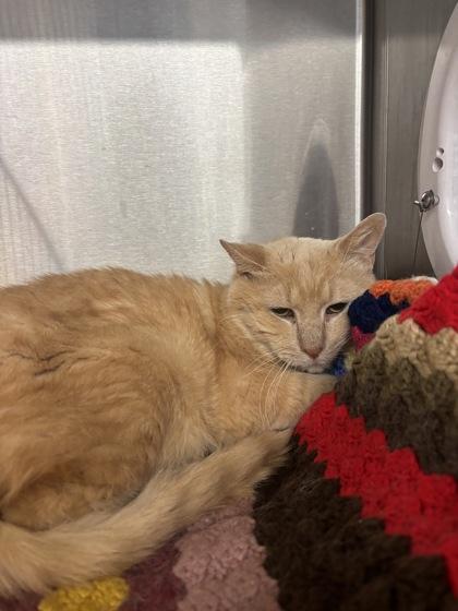 Ghost (T5), Adoptable, Adult Male Domestic Short Hair & Domestic Short Hair.