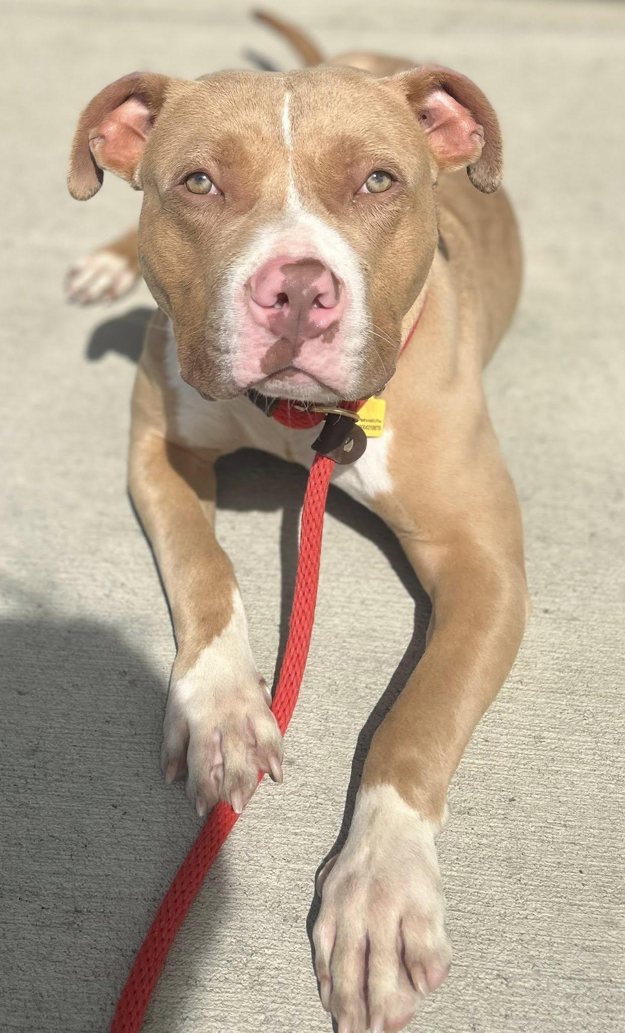 August, a Adoptable mixed breed in Cleveland, OH image 2/6