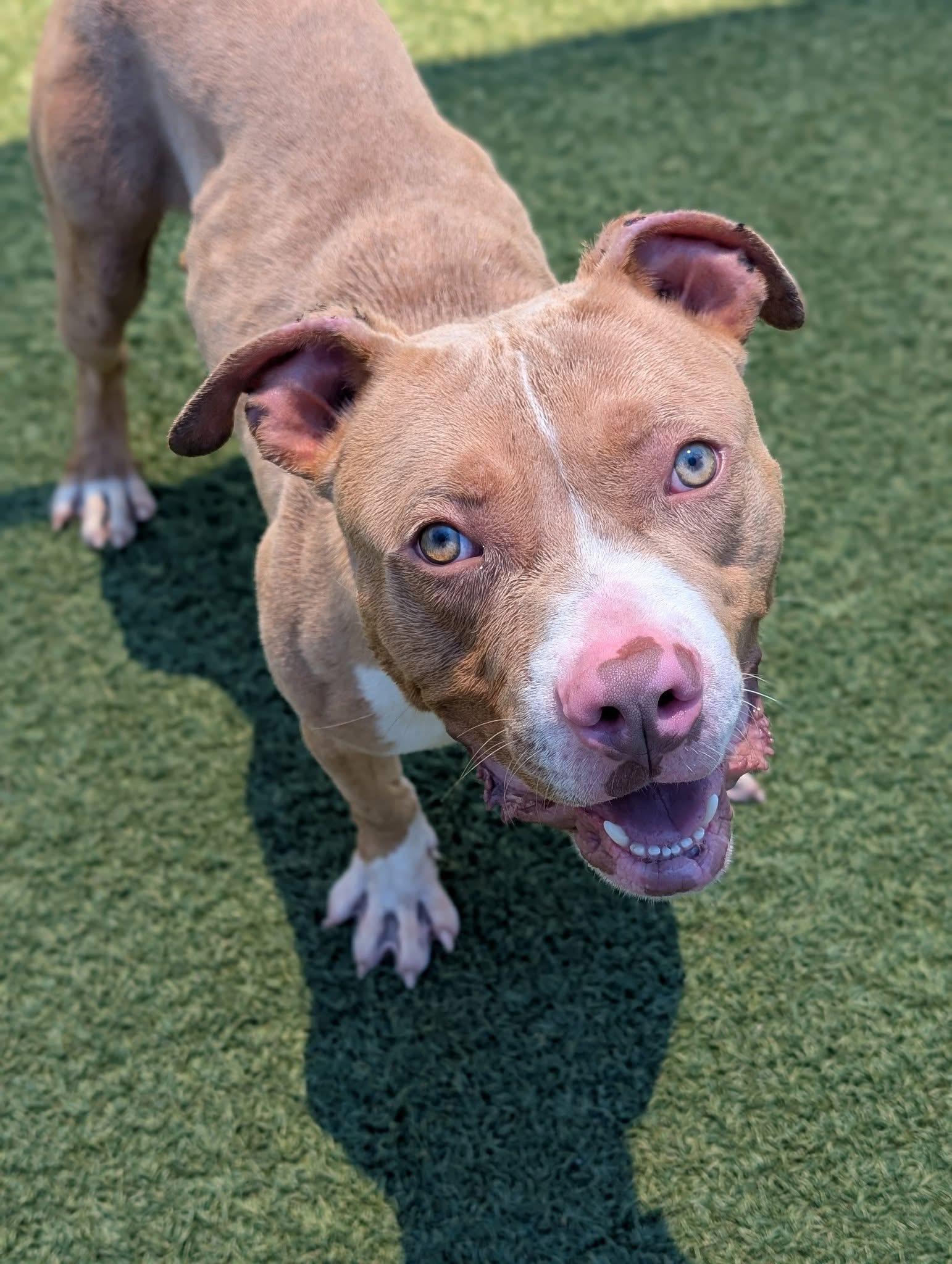 August, a Adoptable mixed breed in Cleveland, OH image 3/6