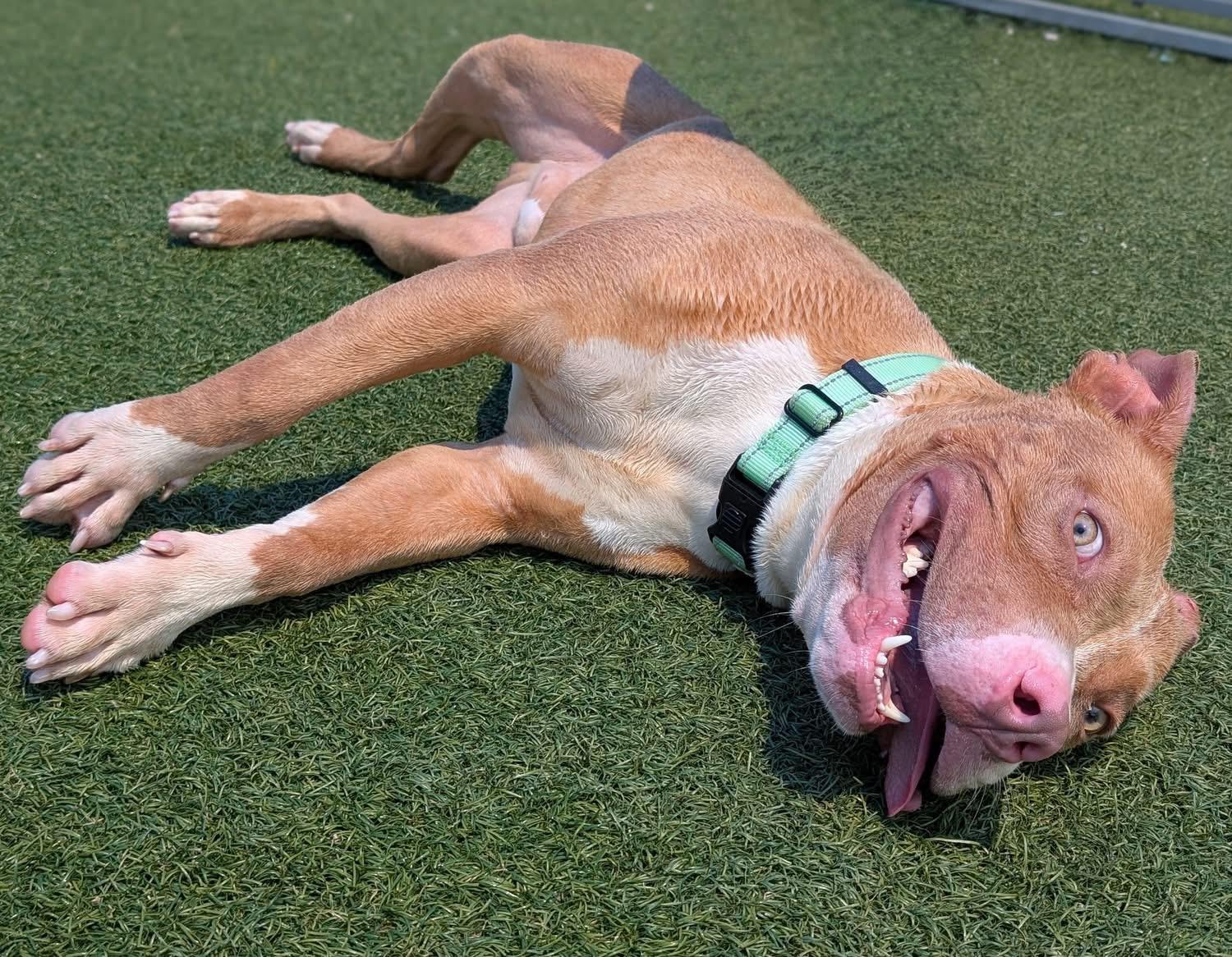 August, a Adoptable mixed breed in Cleveland, OH image 5/6