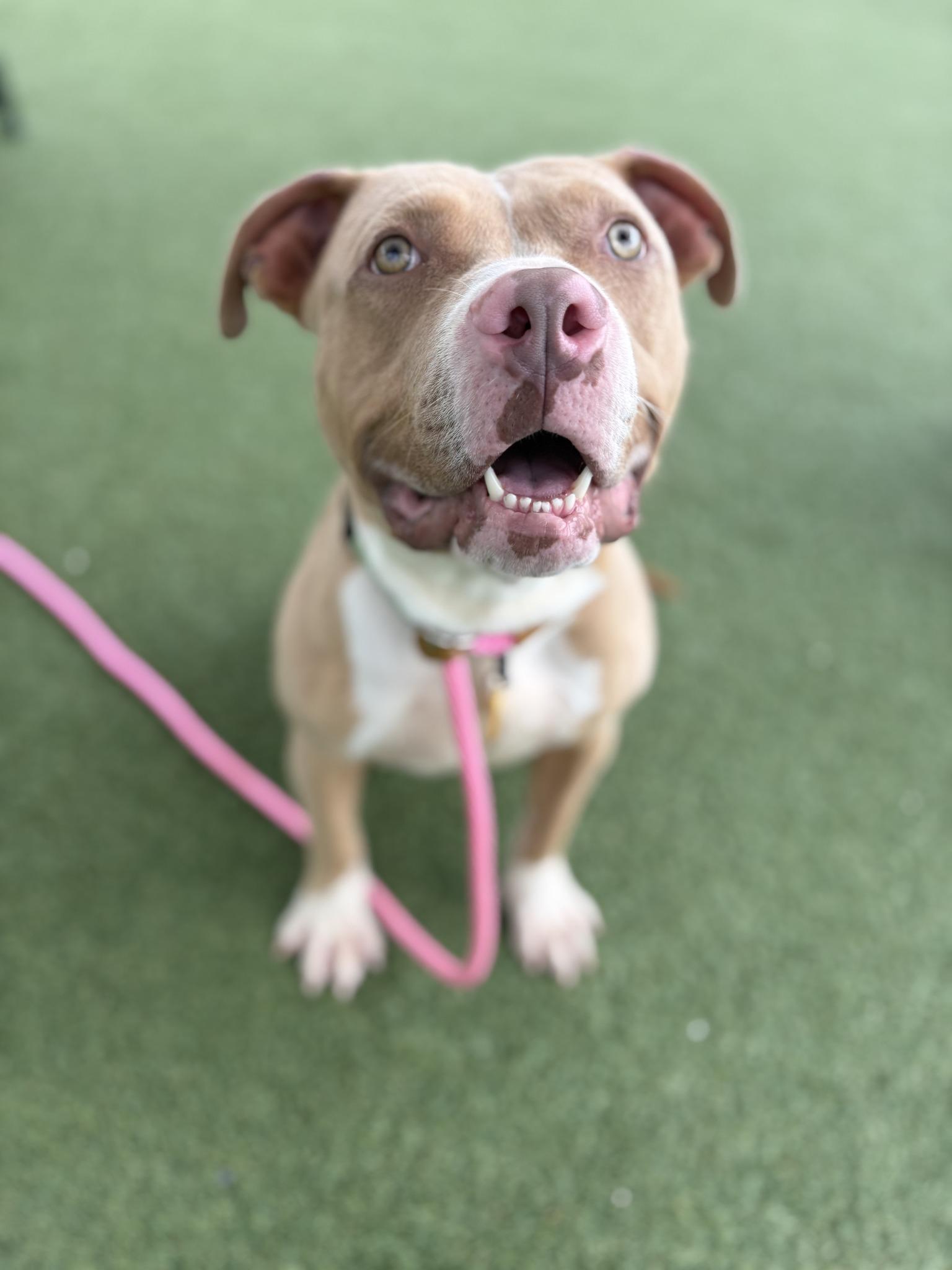 August, a Adoptable mixed breed in Cleveland, OH image 1/6