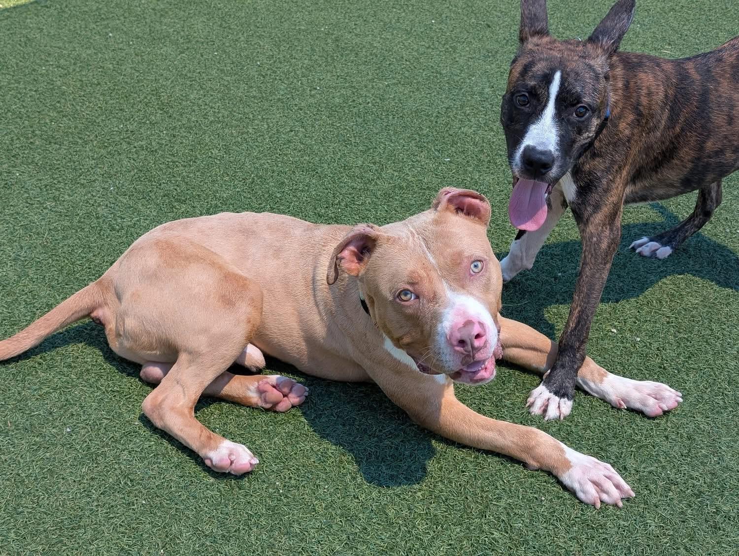 August, a Adoptable mixed breed in Cleveland, OH image 6/6