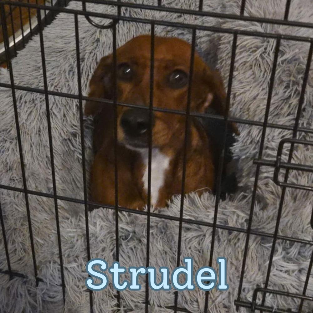Strudel, Adoptable, Adult Female Dachshund.