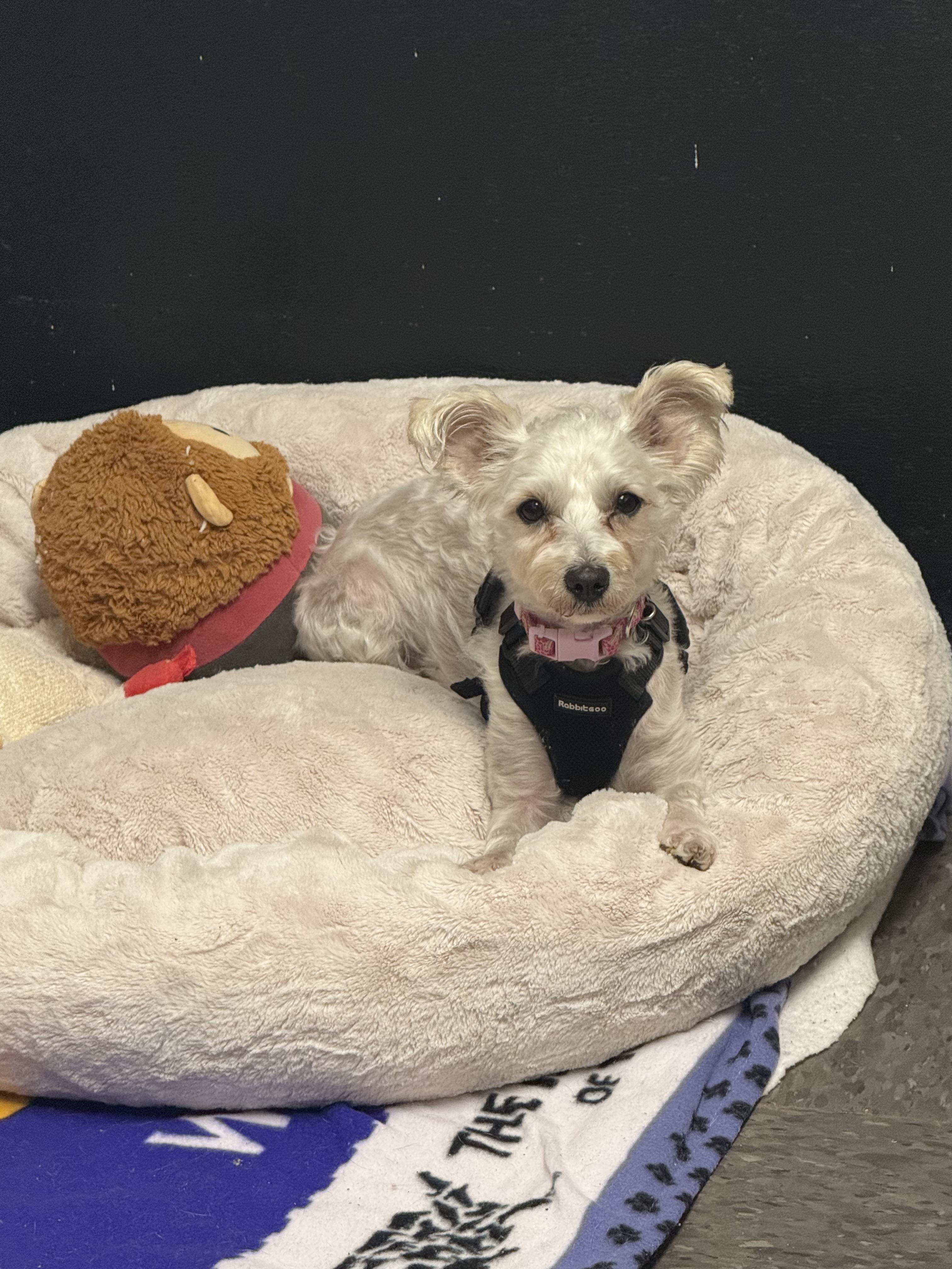 Enlarge Dove, a ADOPTABLE mixed breed in Homewood, IL image 1/2