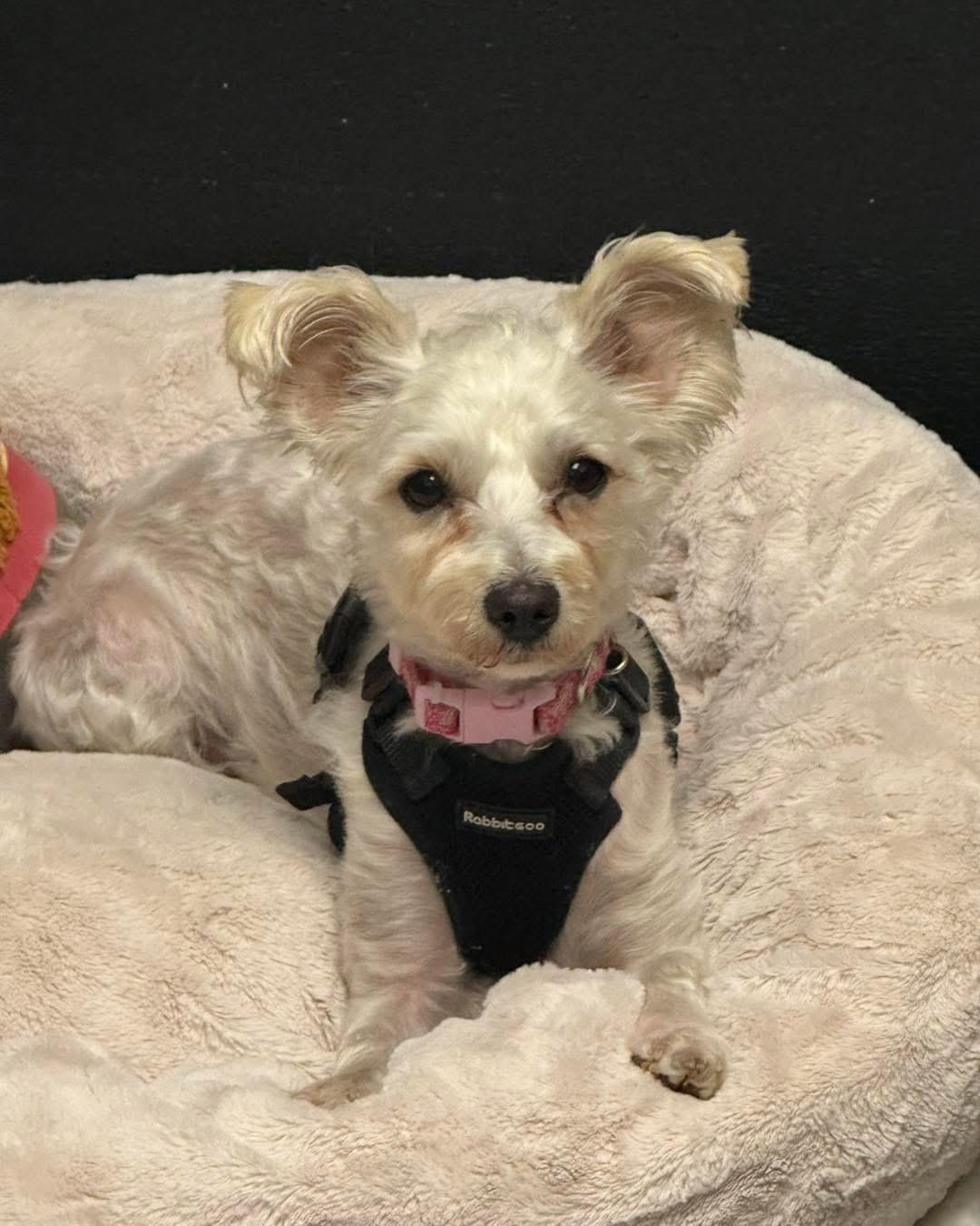 Enlarge Dove, a ADOPTABLE mixed breed in Homewood, IL image 2/2