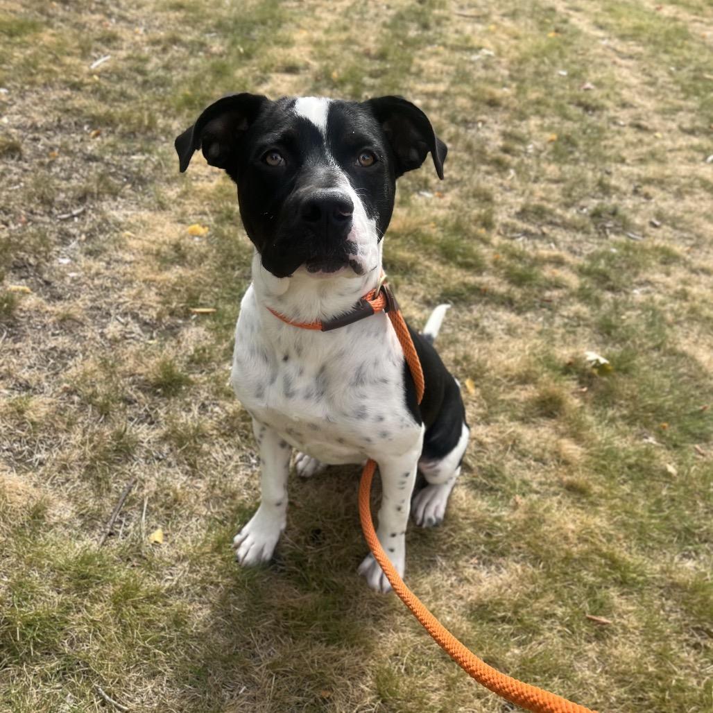 Peter, Adoptable, Young Male Mixed Breed.
