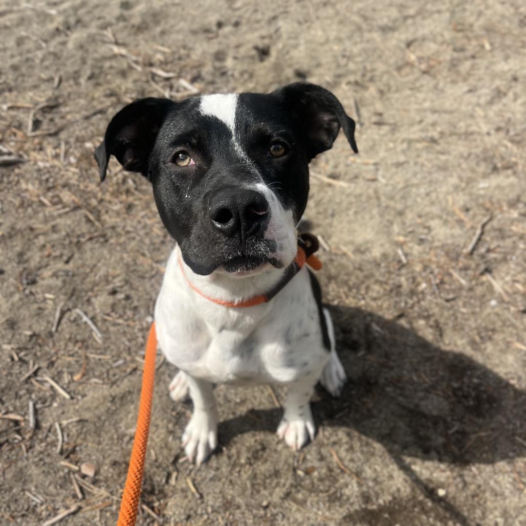 Enlarge Peter, a Adoptable Mixed Breed in Spokane, WA image 2/3
