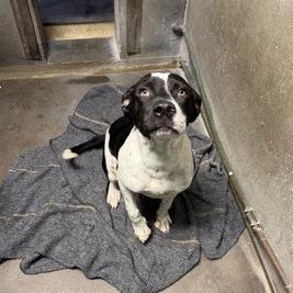 Enlarge Peter, a Adoptable Mixed Breed in Spokane, WA image 3/3
