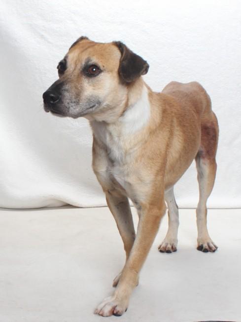 SHELDON, Adoptable, Adult Male Labrador Retriever & Beagle.