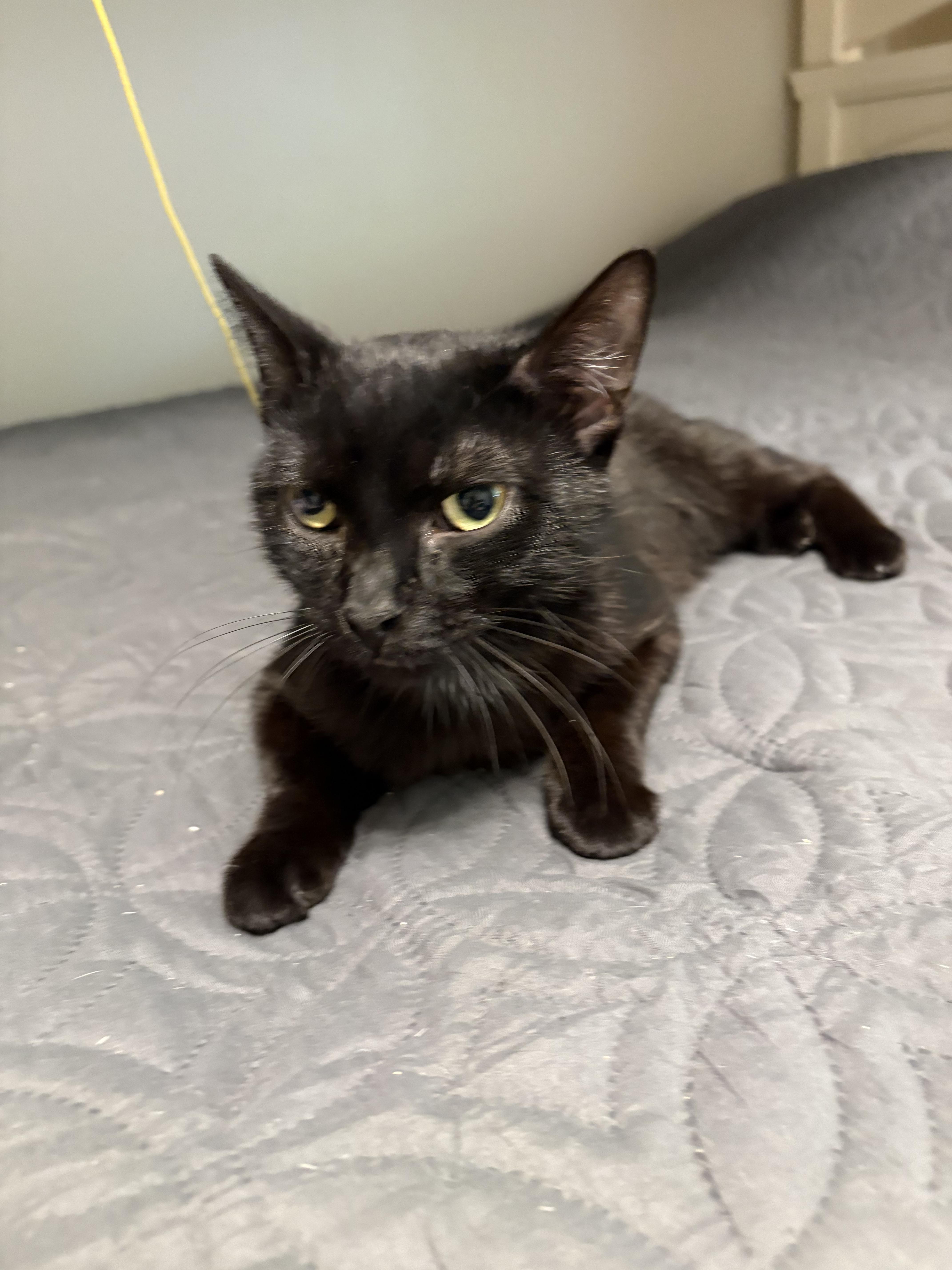 Enlarge Raven, a ADOPTABLE Domestic Short Hair in New Albany, OH image 4/4