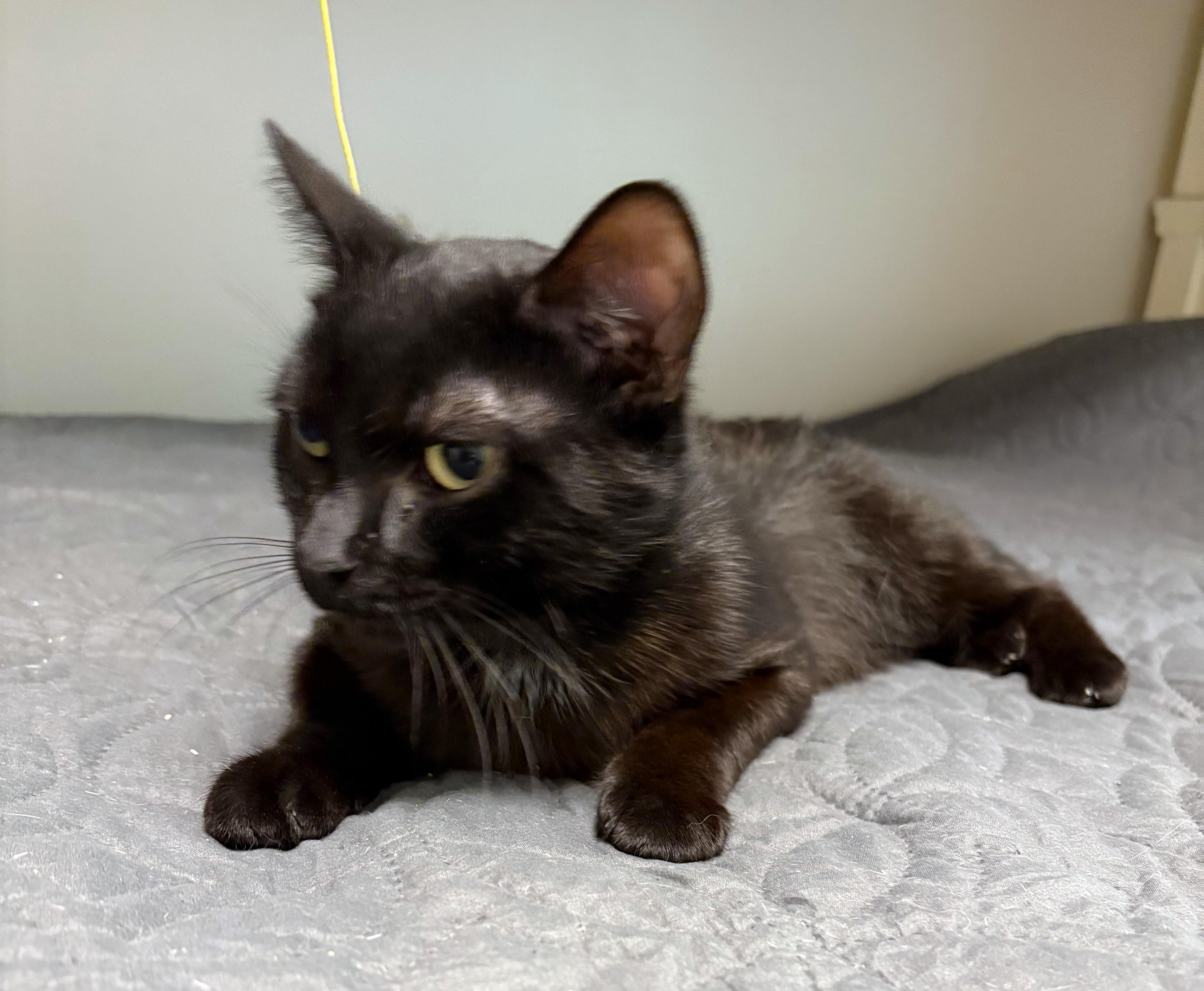 Enlarge Raven, a ADOPTABLE Domestic Short Hair in New Albany, OH image 2/4