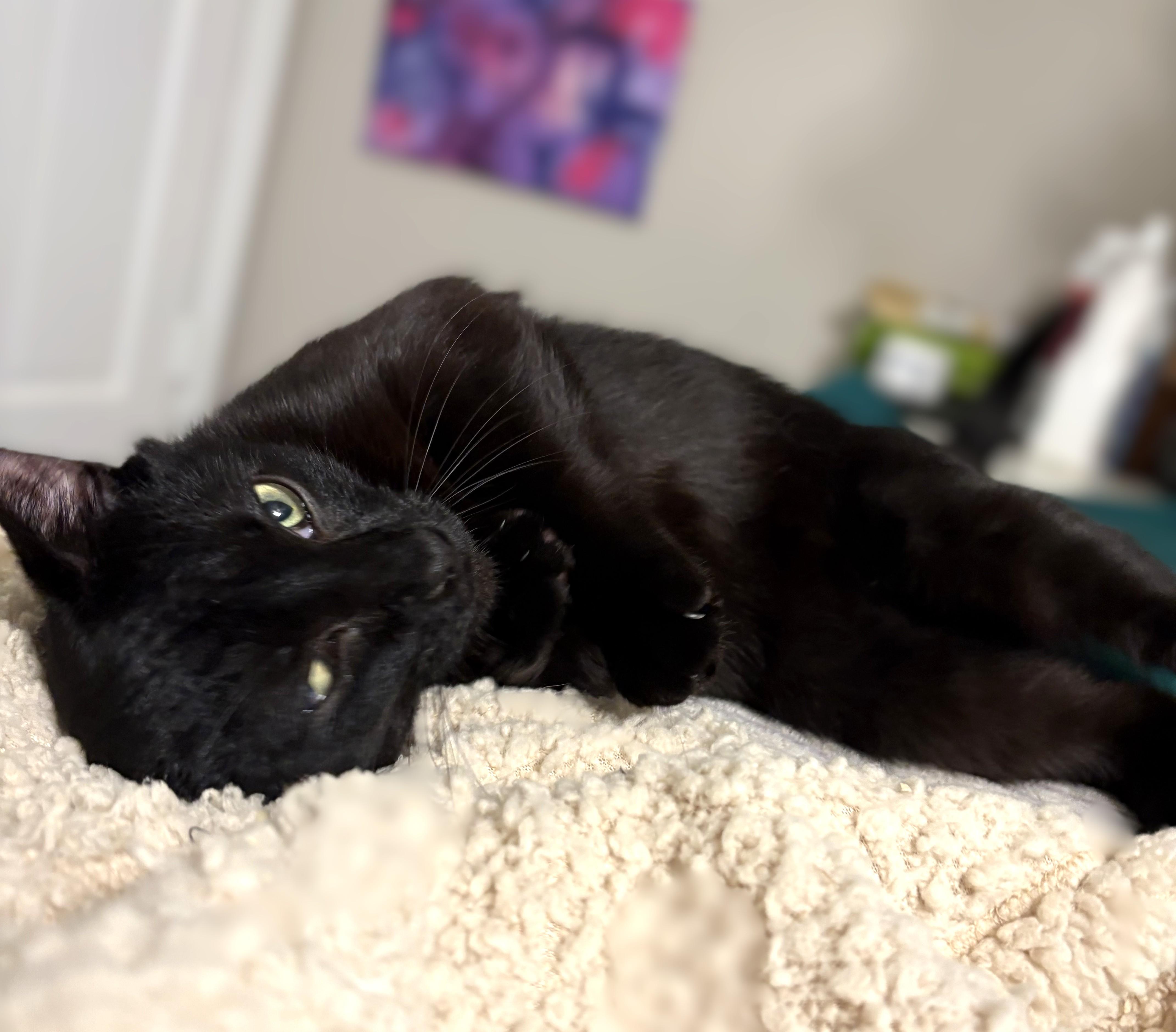 Raven, a ADOPTABLE Domestic Short Hair in New Albany, OH image 4/6