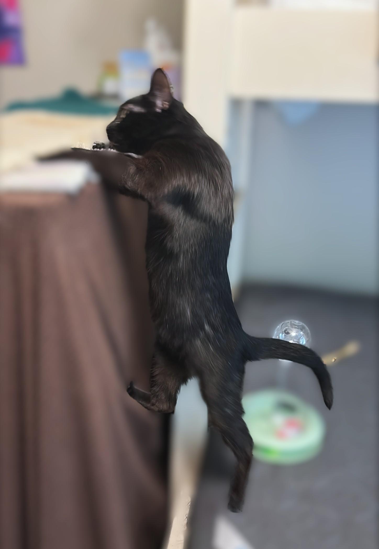 Raven, a ADOPTABLE Domestic Short Hair in New Albany, OH image 6/6