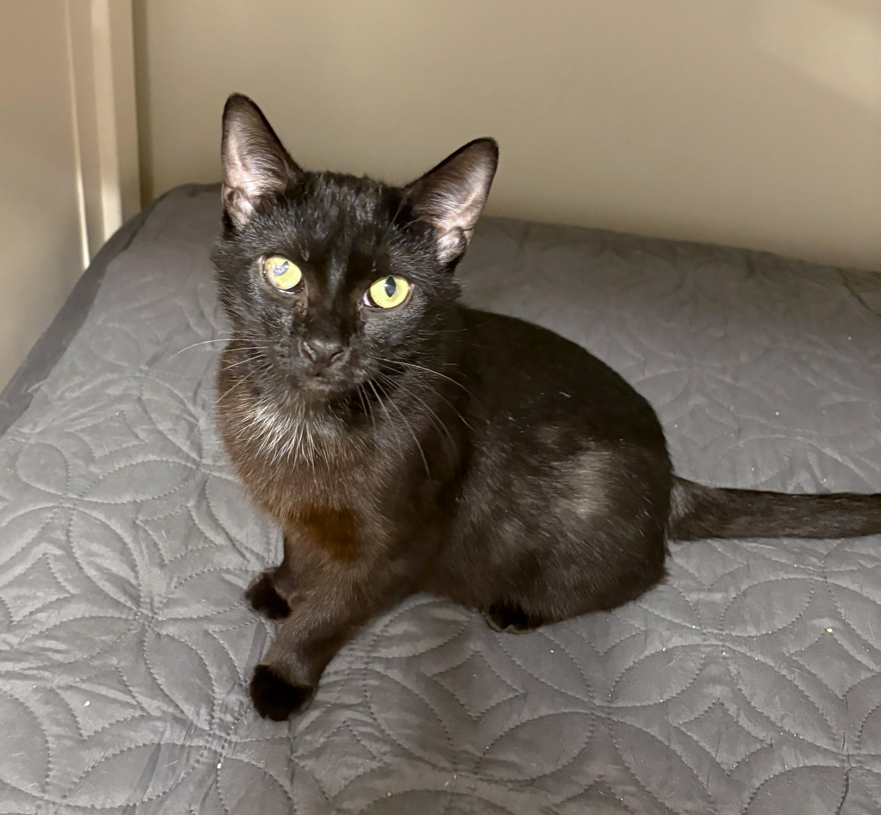 Enlarge Raven, a ADOPTABLE Domestic Short Hair in New Albany, OH image 3/4