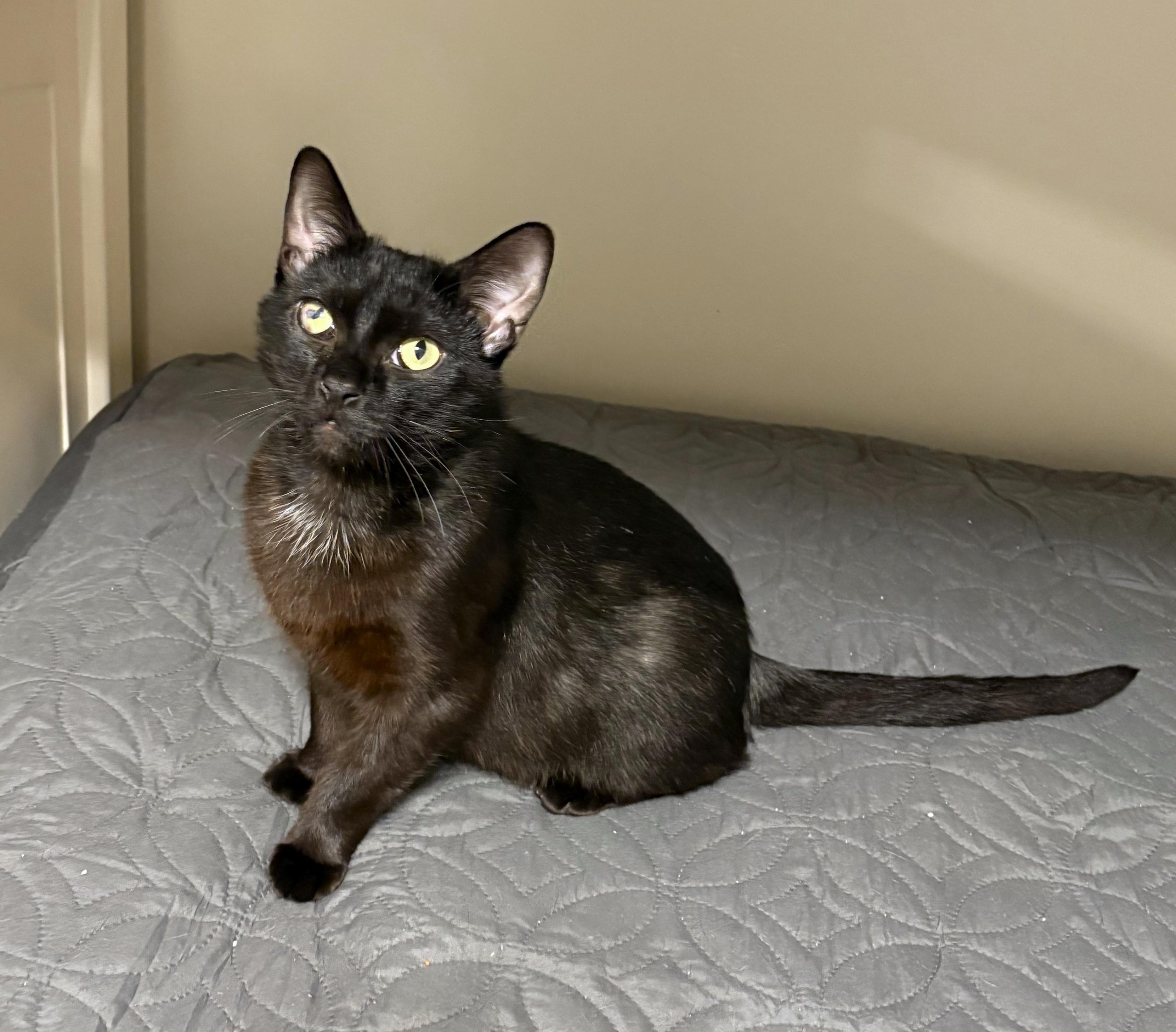Raven, ADOPTABLE, Young Male Domestic Short Hair.