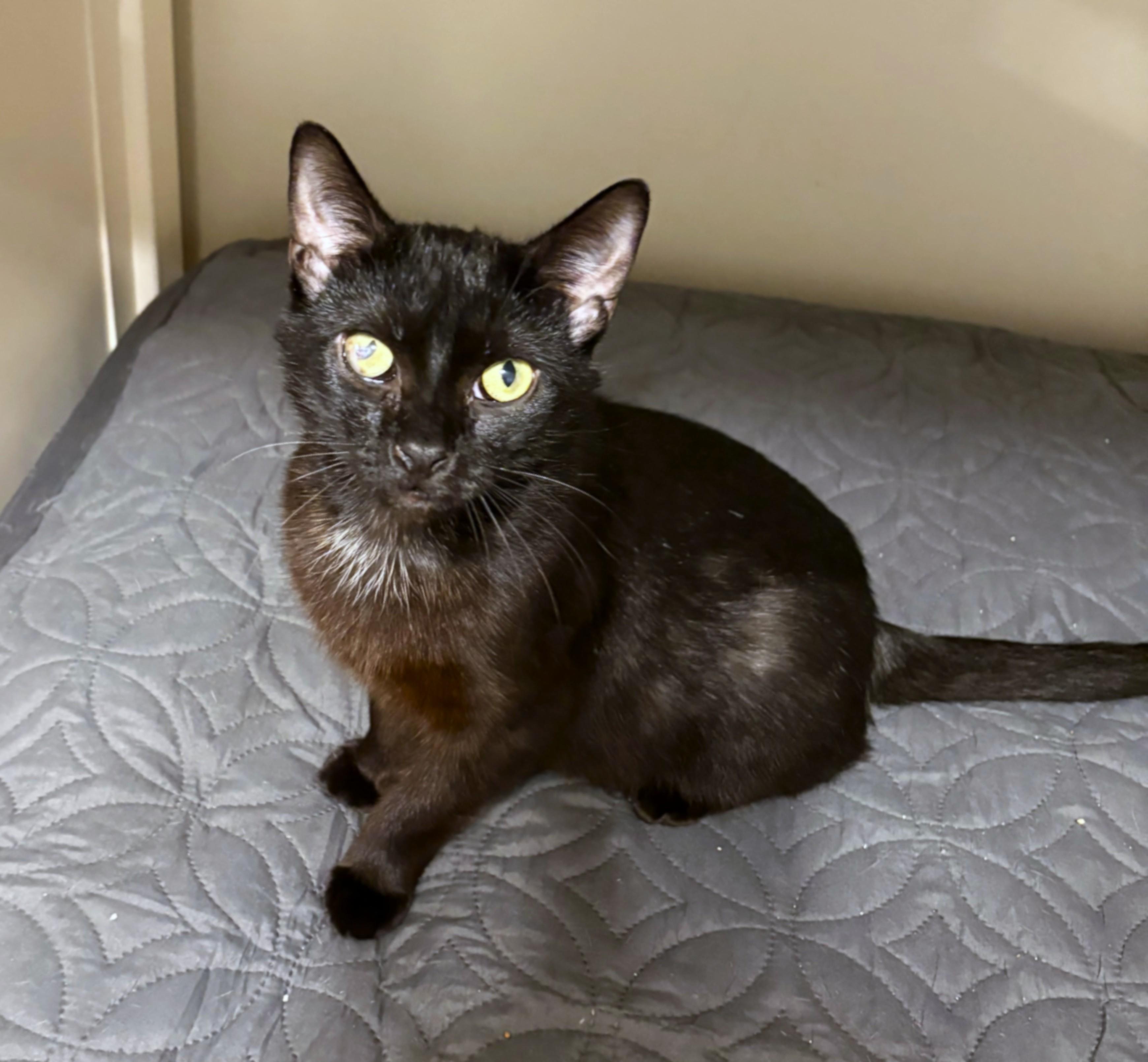 Raven, a ADOPTABLE Domestic Short Hair in New Albany, OH image 5/6