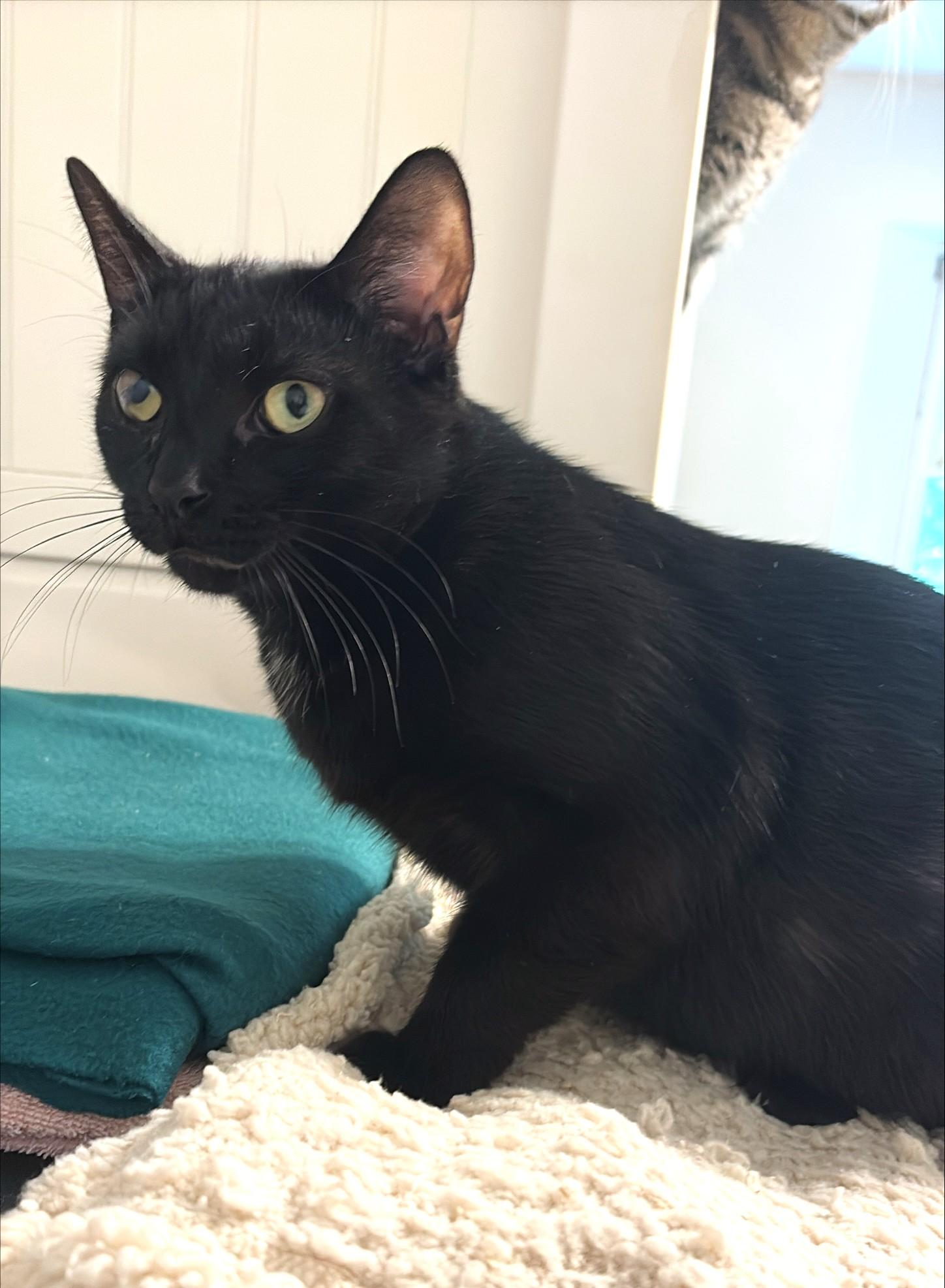 Raven, a ADOPTABLE Domestic Short Hair in New Albany, OH image 2/6