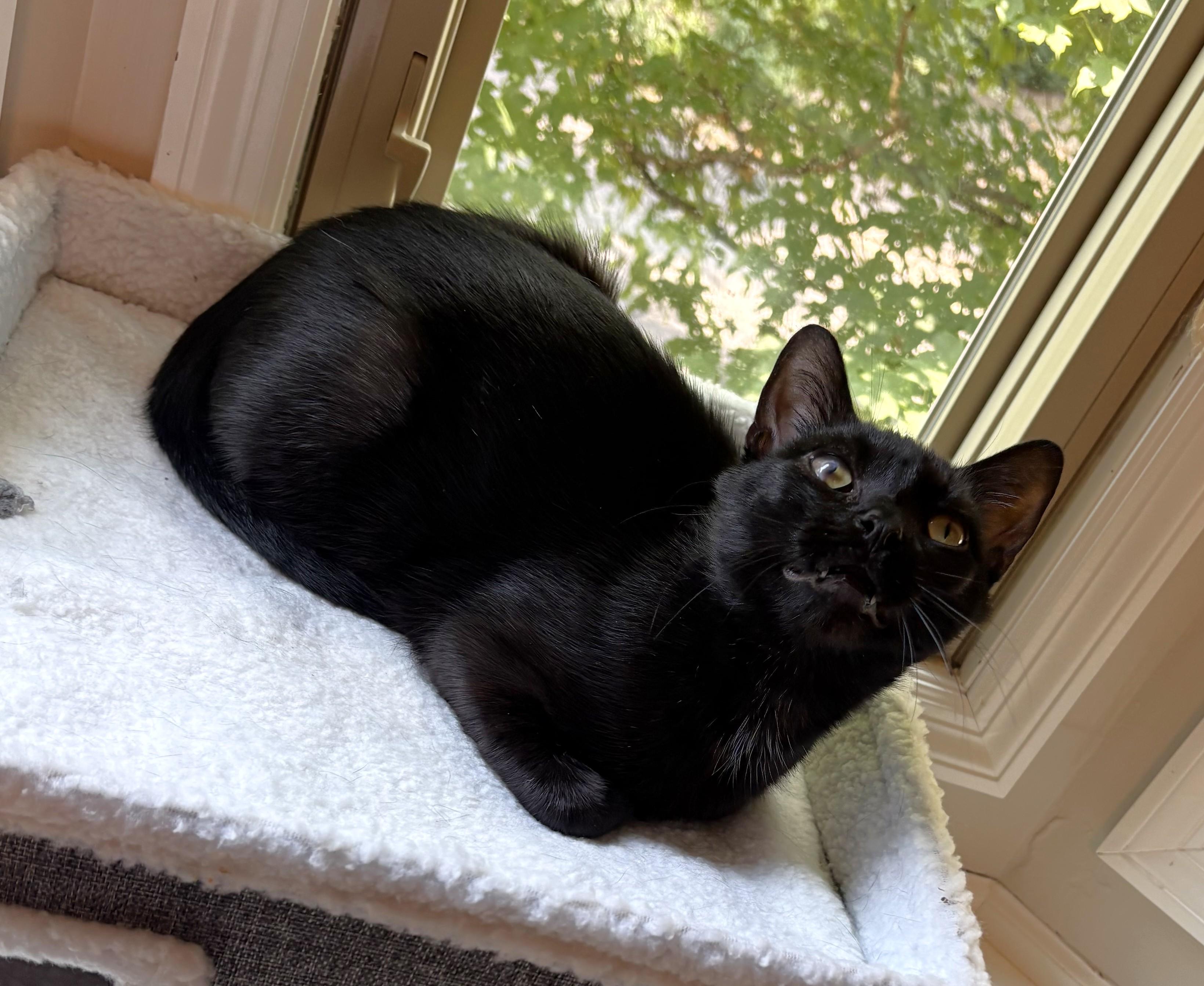 Raven, a ADOPTABLE Domestic Short Hair in New Albany, OH image 1/6