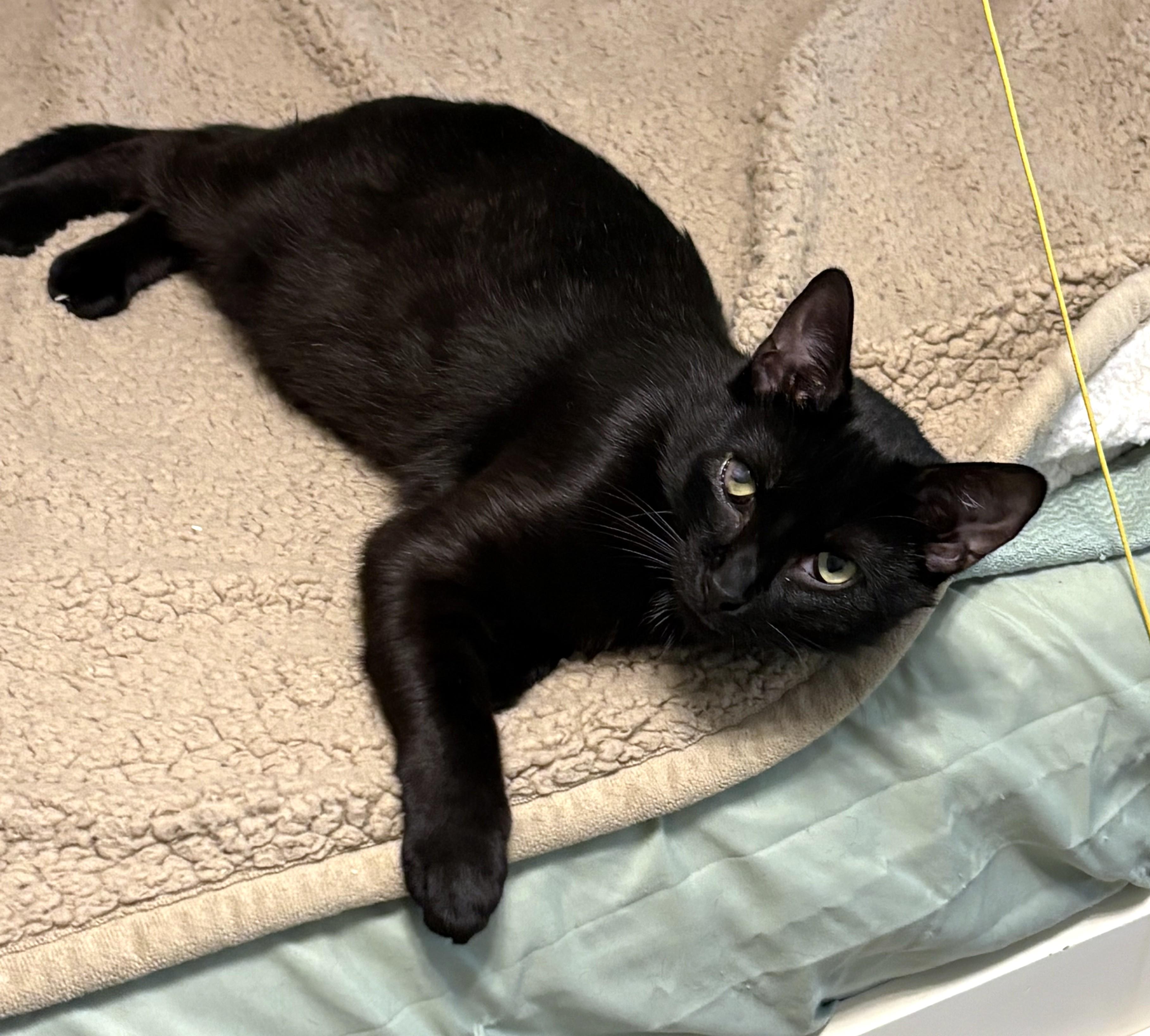 Raven, a ADOPTABLE Domestic Short Hair in New Albany, OH image 3/6