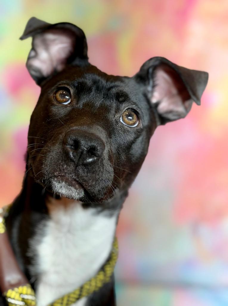 ELLEN, Adoptable, Puppy Female Terrier.