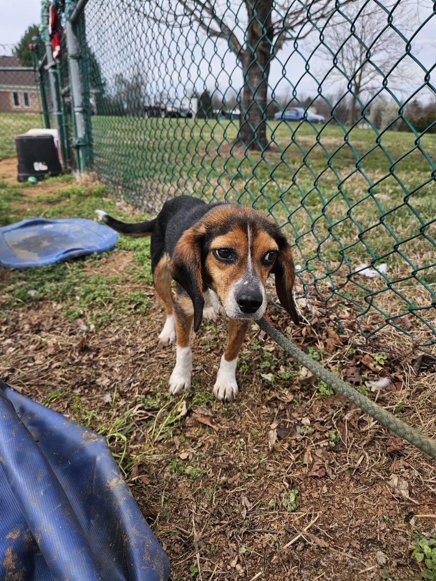 Edna, ADOPTABLE, Young Female Beagle.