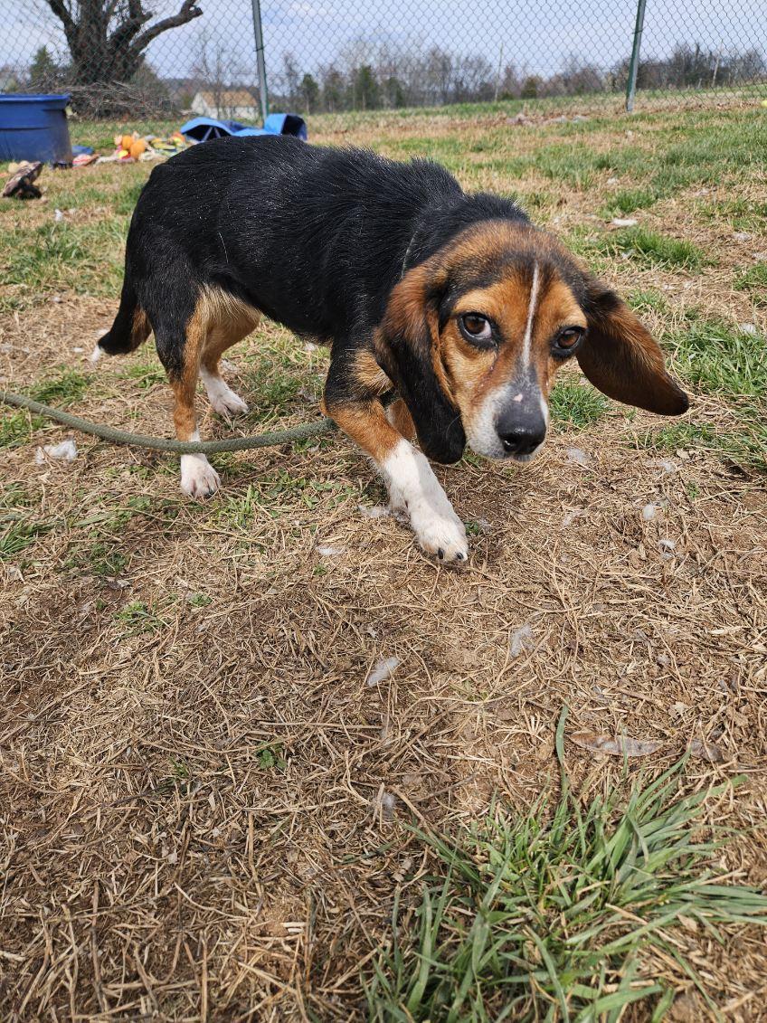 Edna, a ADOPTABLE Beagle in Culpeper, VA image 2/2
