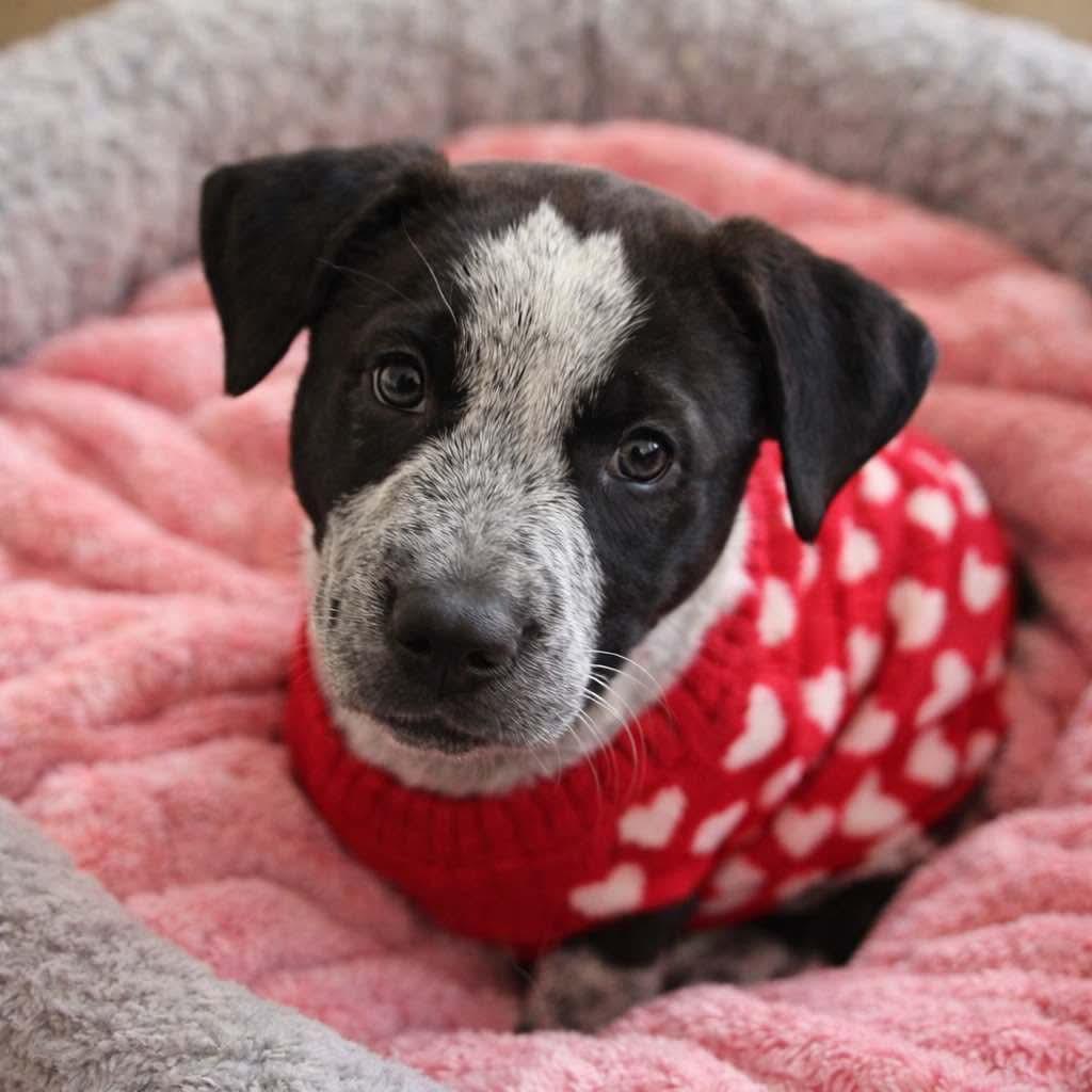 Enlarge Bubbles, a ADOPTABLE Australian Cattle Dog / Blue Heeler in Elkhorn, WI image 2/4