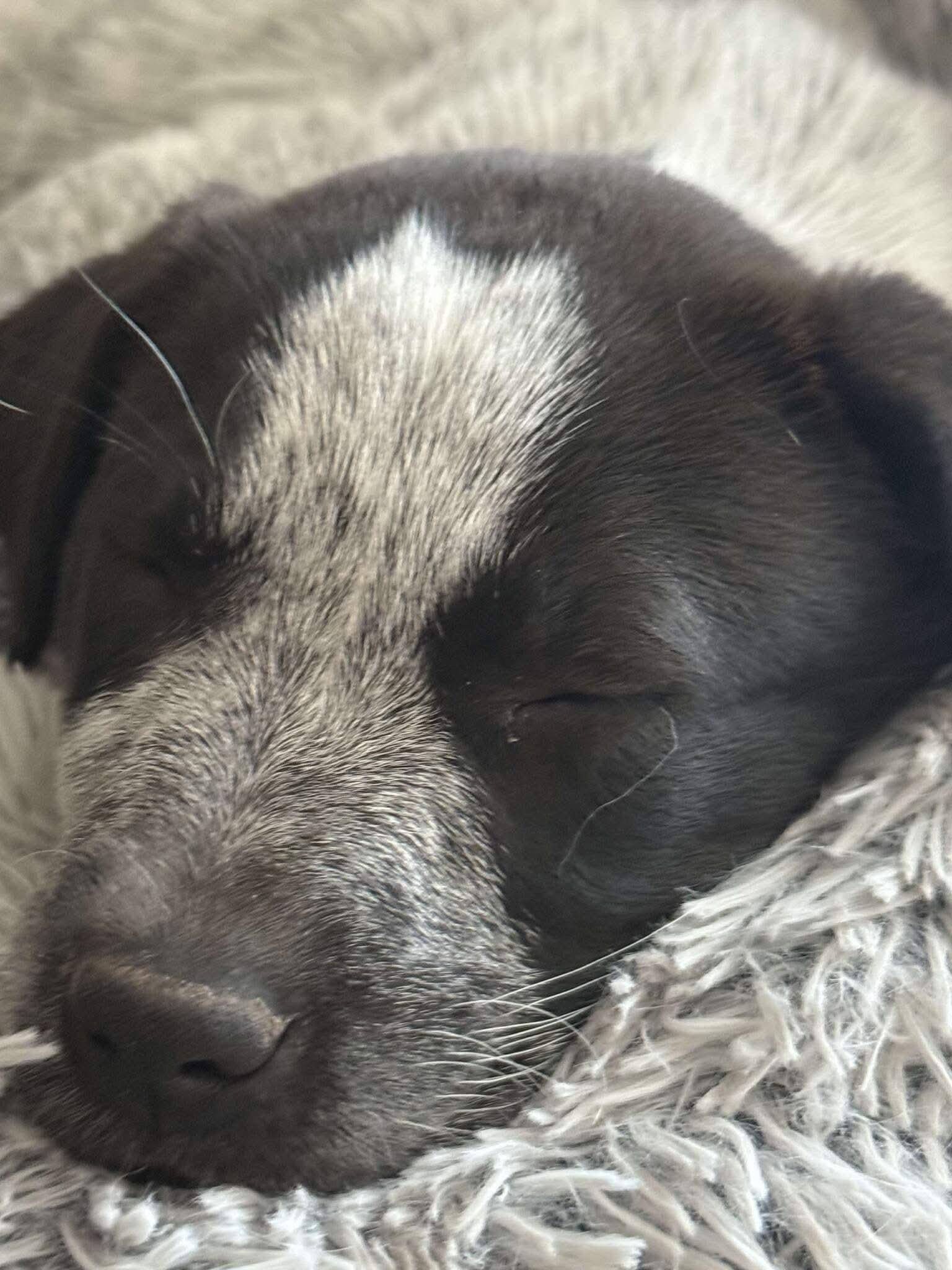 Enlarge Bubbles, a ADOPTABLE Australian Cattle Dog / Blue Heeler in Elkhorn, WI image 4/4
