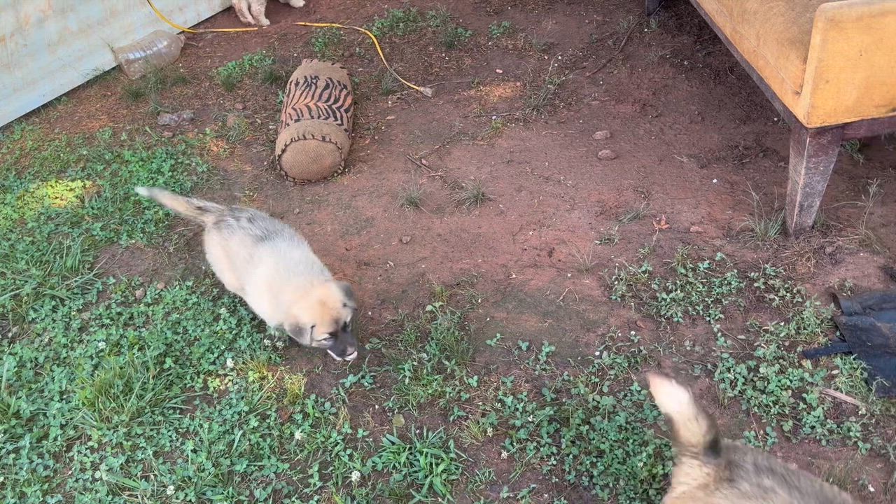 Enlarge Mars, an adopted mixed breed in Claremont, NC video 1/2