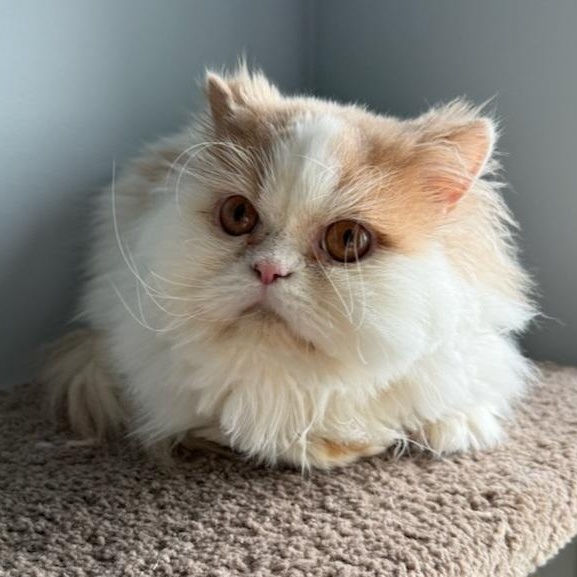 Enlarge Gravy Boat (m) Persian 3yrs old, a Adopted Persian in Ottawa, ON image 2/5