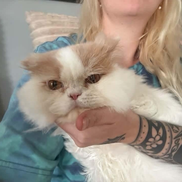 Gravy Boat (m) Persian 3yrs old, Adopted, Adult Male Persian.