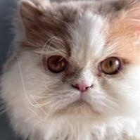 Enlarge Gravy Boat (m) Persian 3yrs old, a Adopted Persian in Ottawa, ON image 5/5