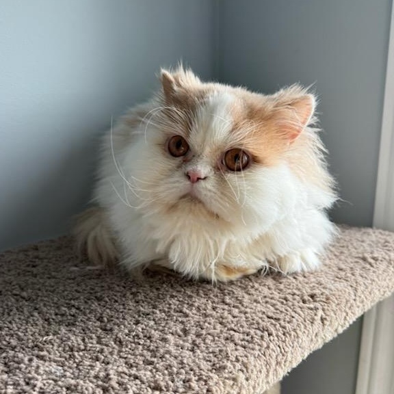 Enlarge Gravy Boat (m) Persian 3yrs old, a Adopted Persian in Ottawa, ON image 4/5