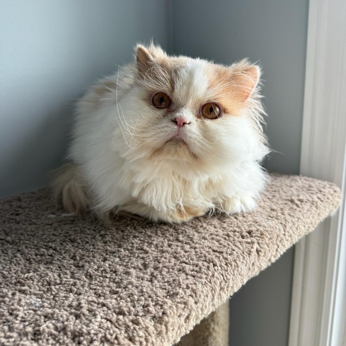 Enlarge Gravy Boat (m) Persian 3yrs old, a Adopted Persian in Ottawa, ON image 3/5