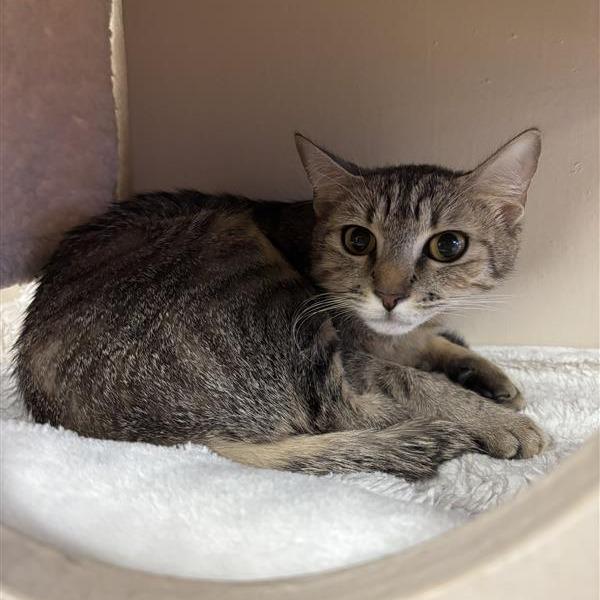 Enlarge Lynn, a Adoptable Domestic Short Hair in Tempe, AZ image 1/3