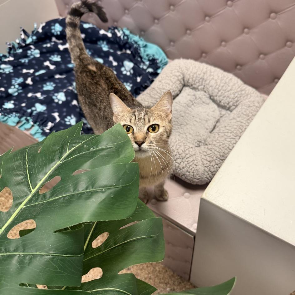 Enlarge Lynn, a Adoptable Domestic Short Hair in Tempe, AZ image 2/6
