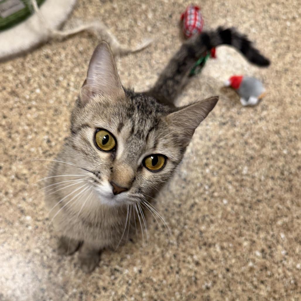 Enlarge Lynn, a Adoptable Domestic Short Hair in Tempe, AZ image 3/6