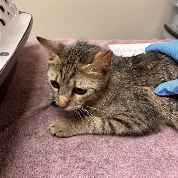Enlarge Lynn, a Adoptable Domestic Short Hair in Tempe, AZ image 2/3