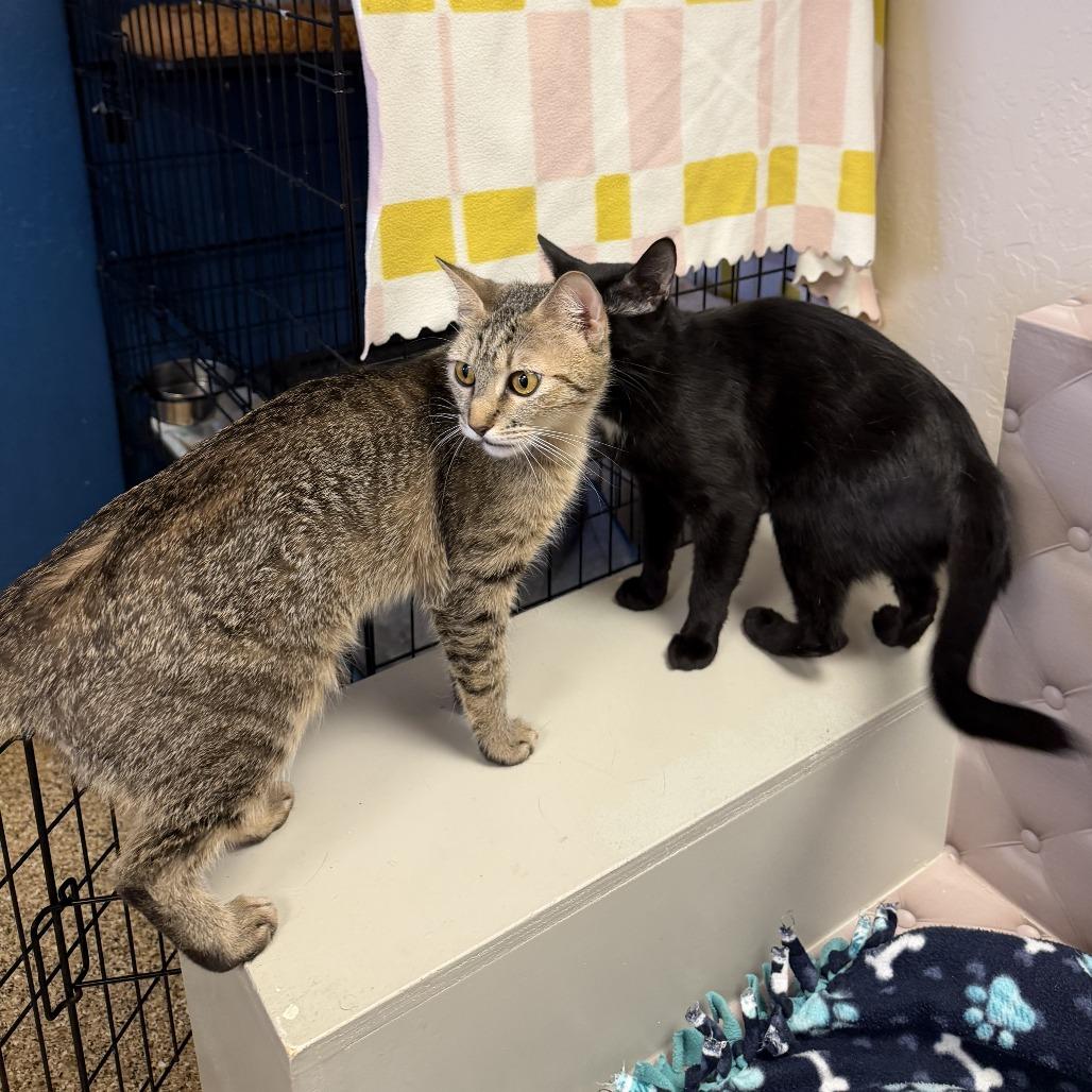 Enlarge Lynn, a Adoptable Domestic Short Hair in Tempe, AZ image 5/6