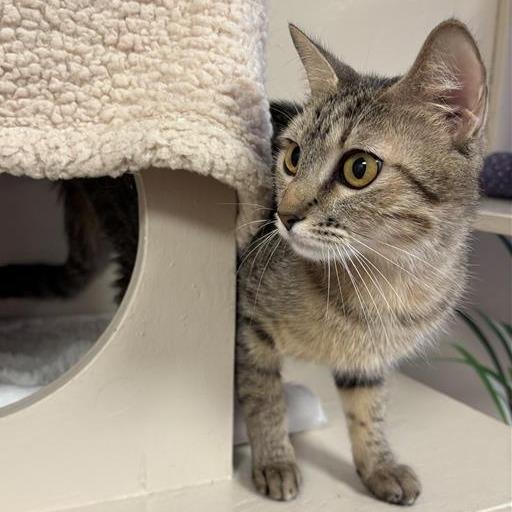 Enlarge Lynn, a Adoptable Domestic Short Hair in Tempe, AZ image 3/3