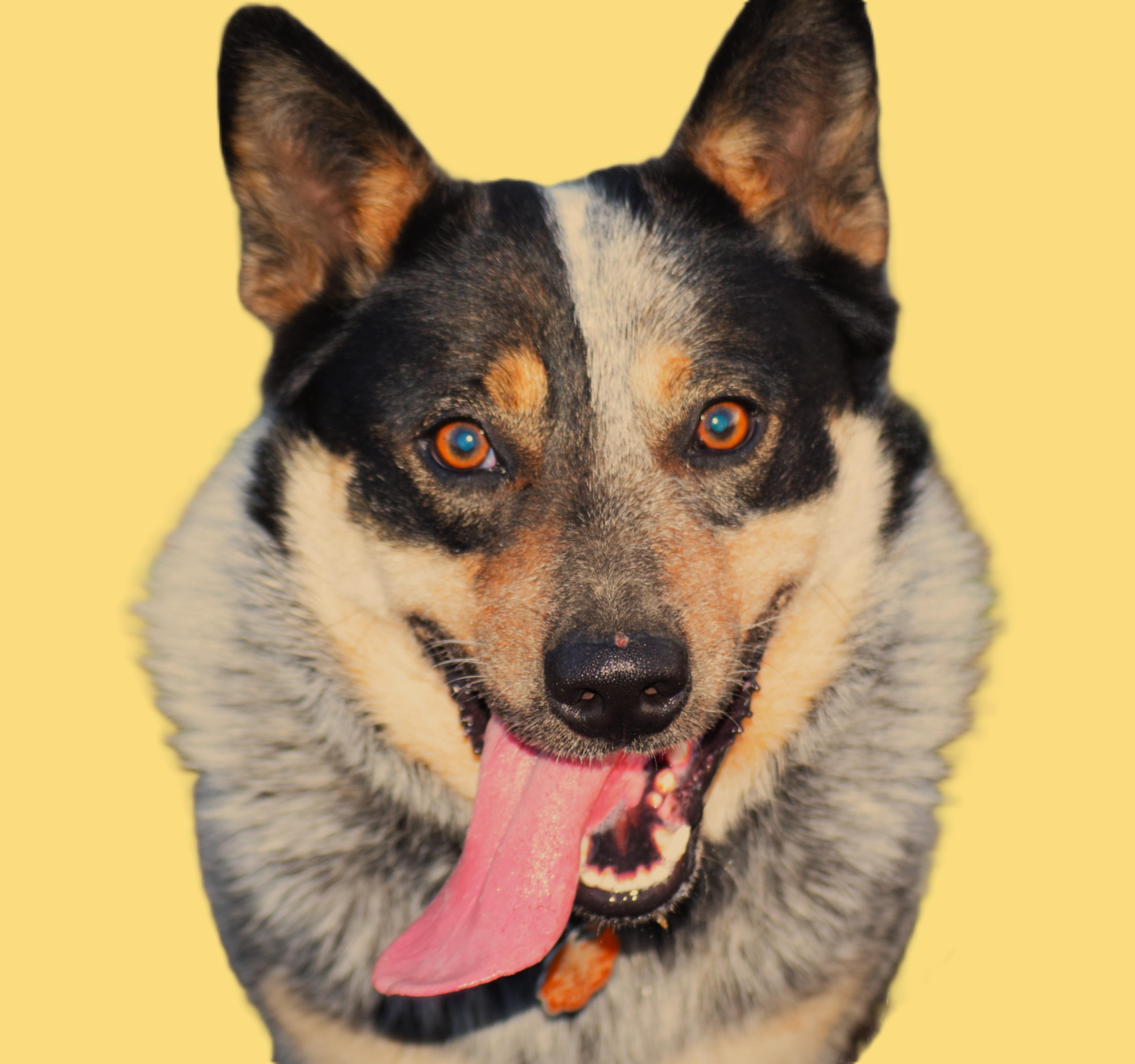 Enlarge COWBOY- Goober!!!, a ADOPTABLE Australian Cattle Dog / Blue Heeler in Rockport, IN image 1/6