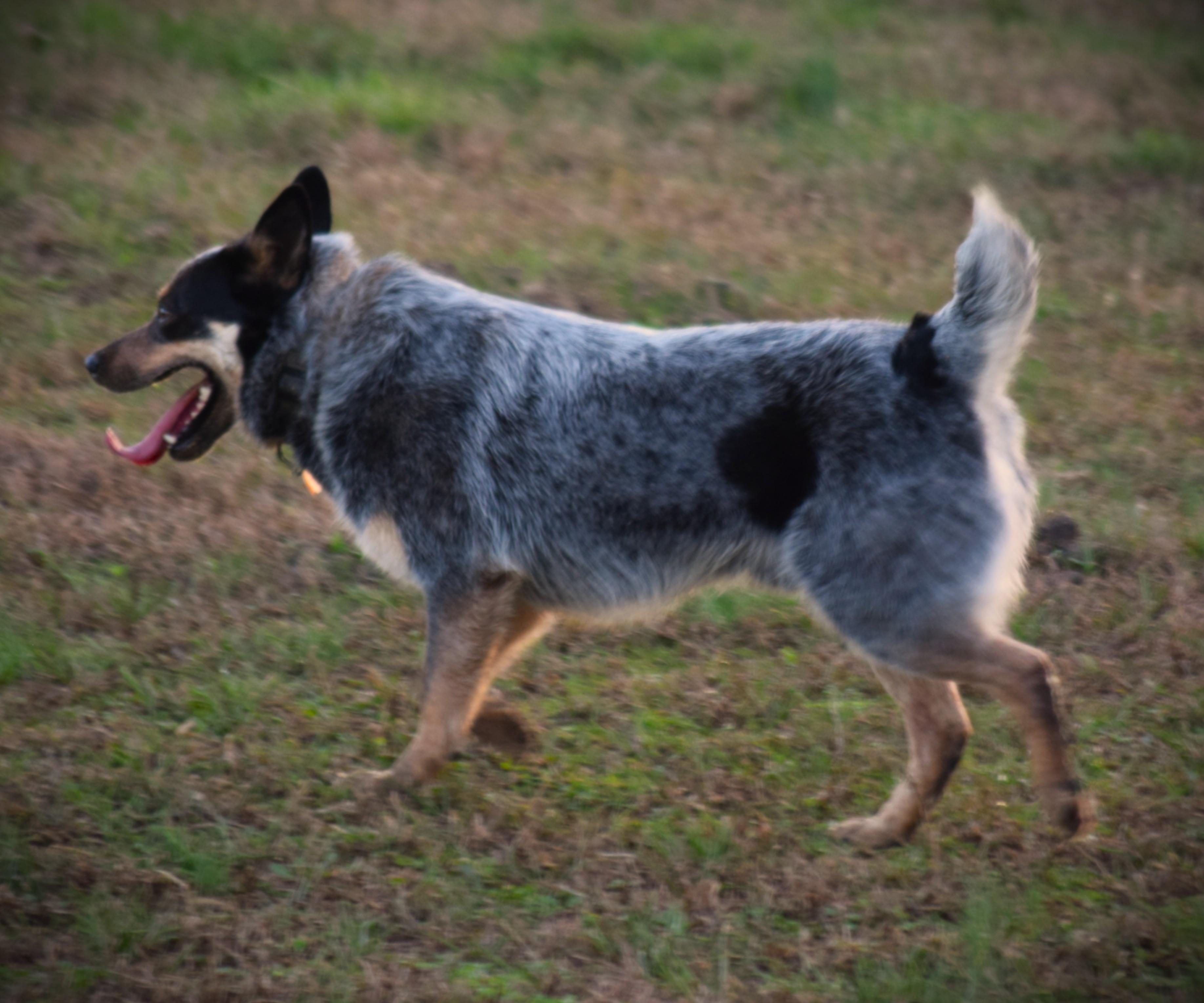 Enlarge COWBOY- Goober!!!, a ADOPTABLE Australian Cattle Dog / Blue Heeler in Rockport, IN image 4/6