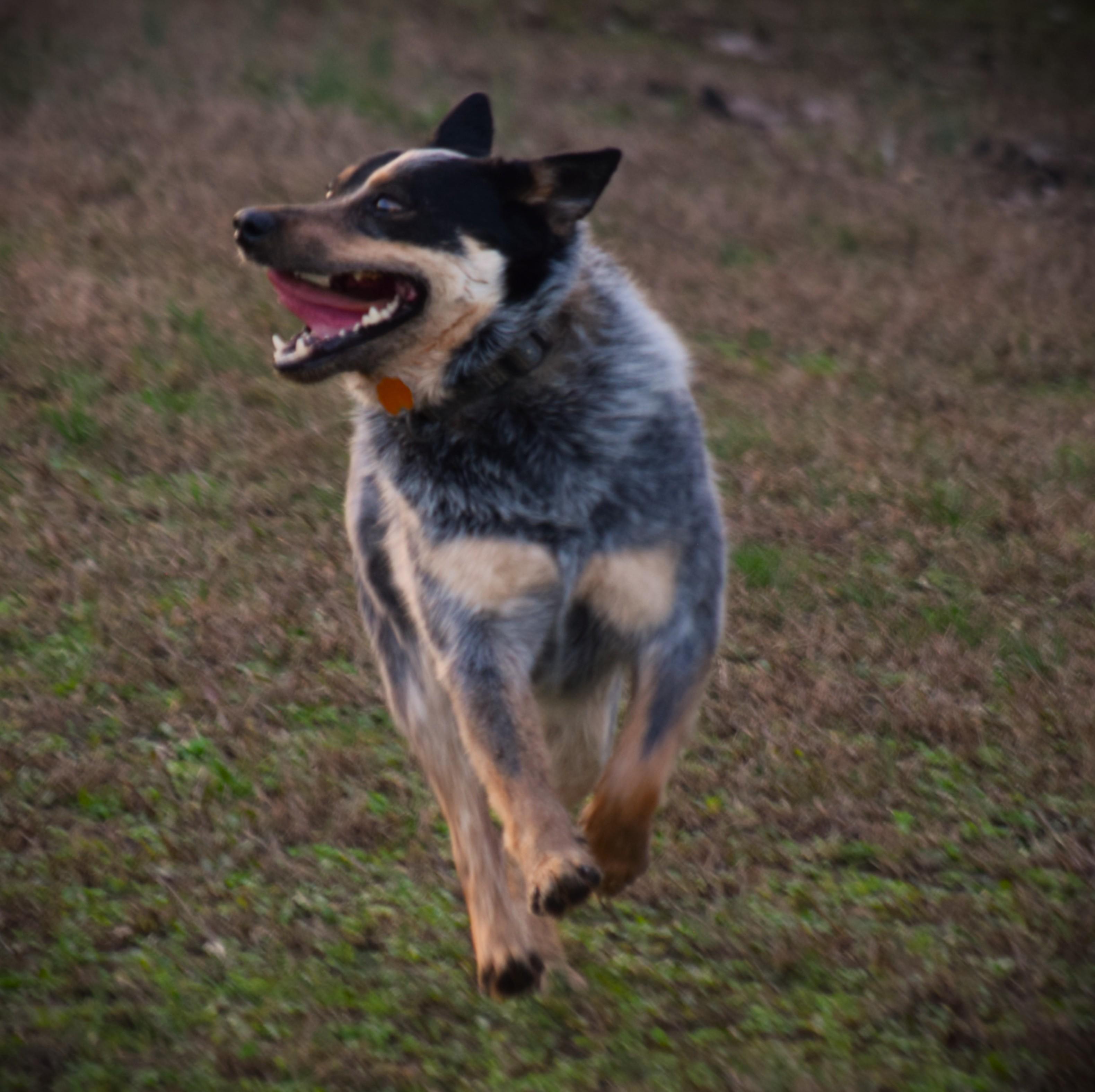 Enlarge COWBOY- Goober!!!, a ADOPTABLE Australian Cattle Dog / Blue Heeler in Rockport, IN image 6/6